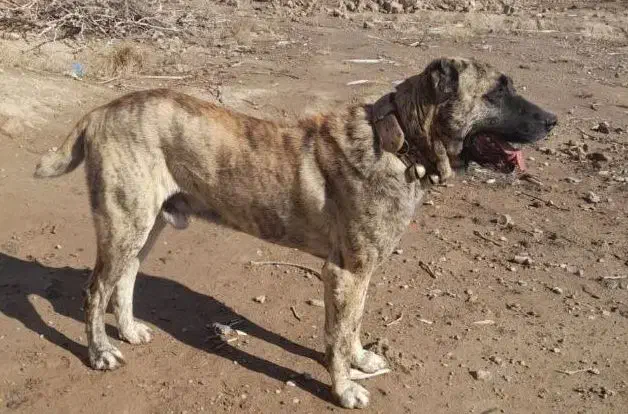 واگذاری سگ افغان|سگ|مشهد, مقدم|دیوار