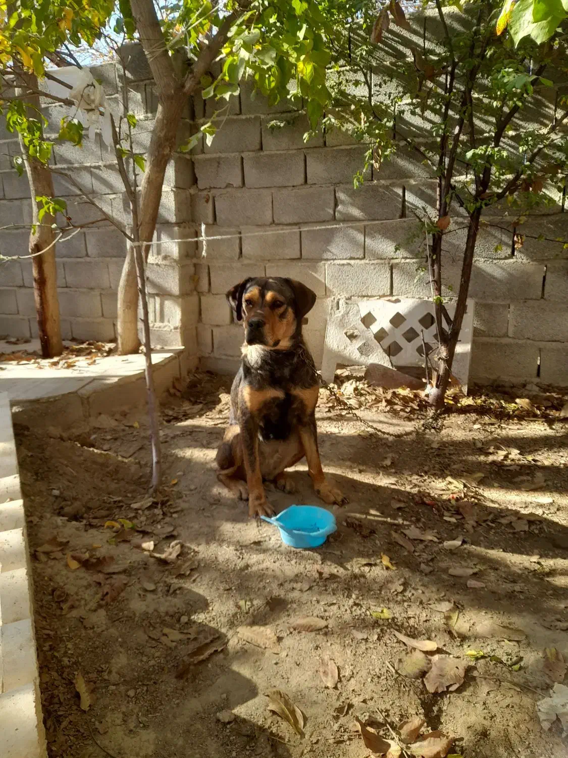 سگ ماده شکاری|سگ|سیرجان, |دیوار