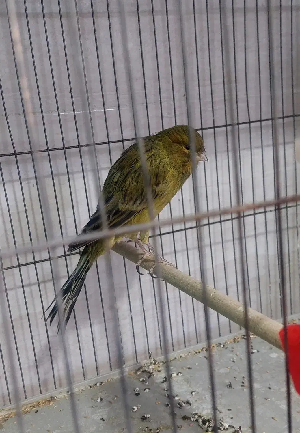 ۳عدد قناری سبز رسمی بلند|پرنده|شیراز, بید زرد|دیوار