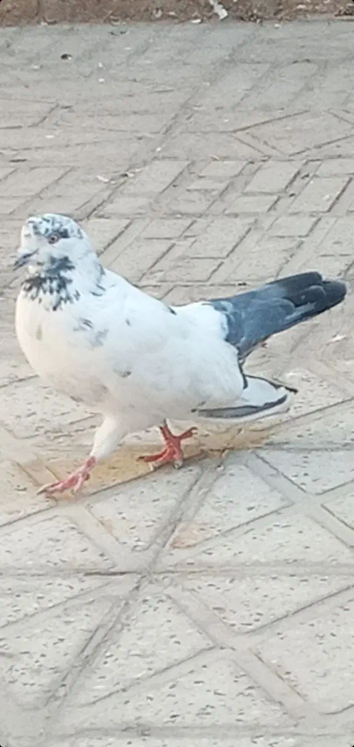 کبوتر نر|پرنده|کوهدشت, |دیوار