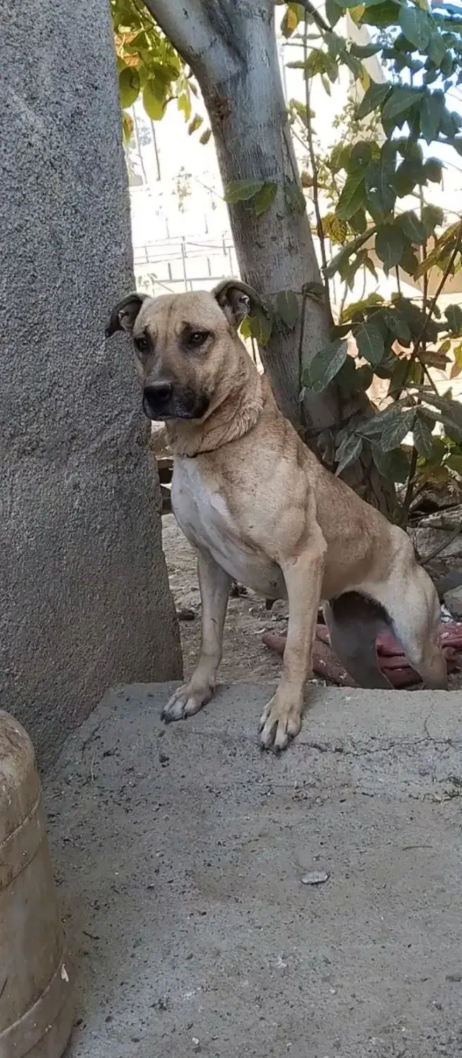 ماده شکاری|سگ|خرمآباد, |دیوار