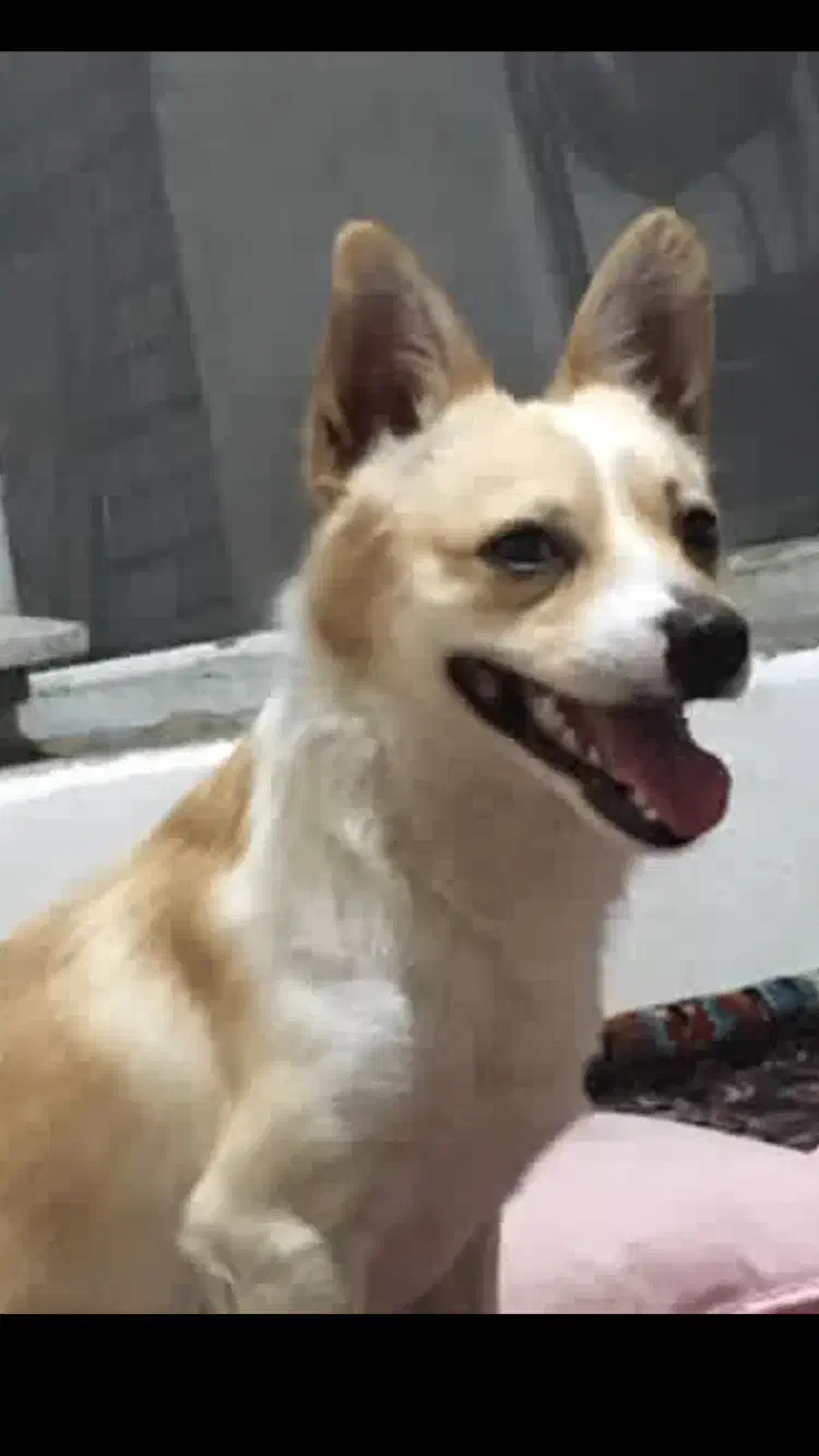 سگ گم شده|حیوانات|خوی, |دیوار