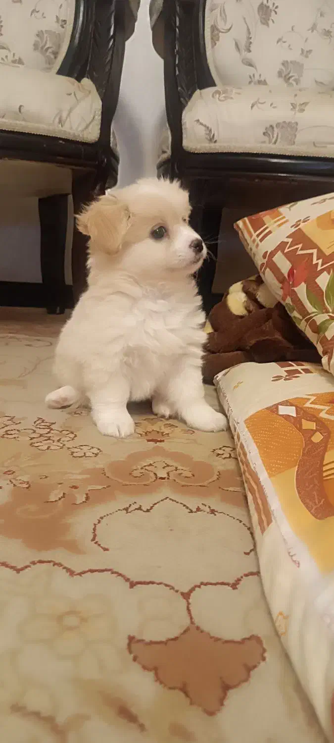 پامر کراس|سگ|شاندیز, |دیوار