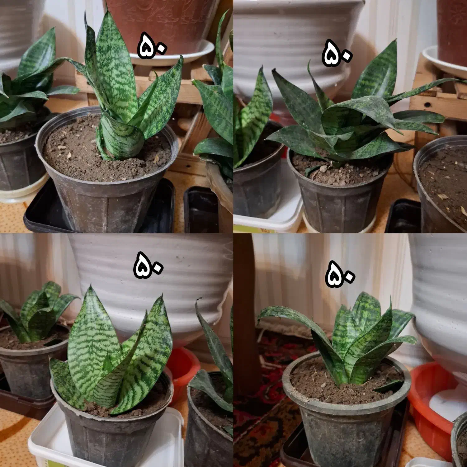 گل های زیبا قیمت مناسب|گل و گیاه طبیعی|مراغه, |دیوار