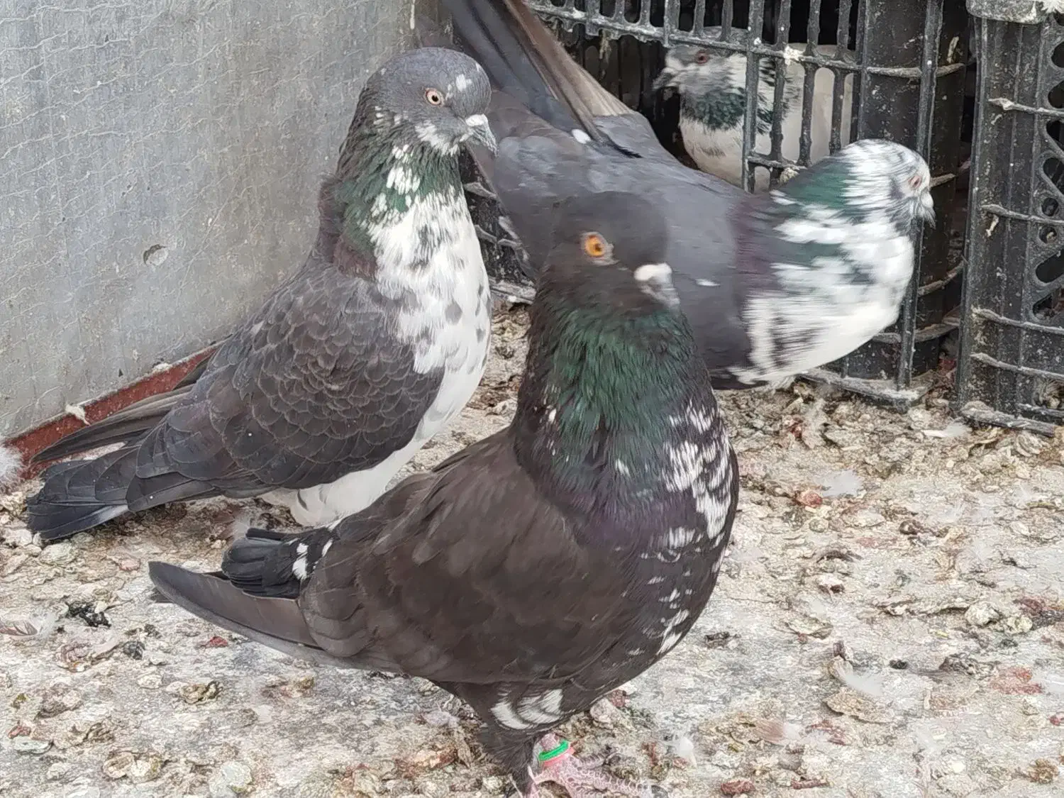 کفتر|پرنده|قم, ولیعصر|دیوار