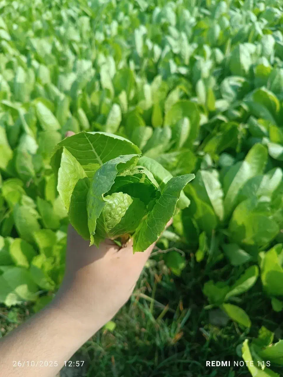 کاهو سفید گریفاتون فرانسه(پیرزا)|گل و گیاه طبیعی|بابکان, |دیوار