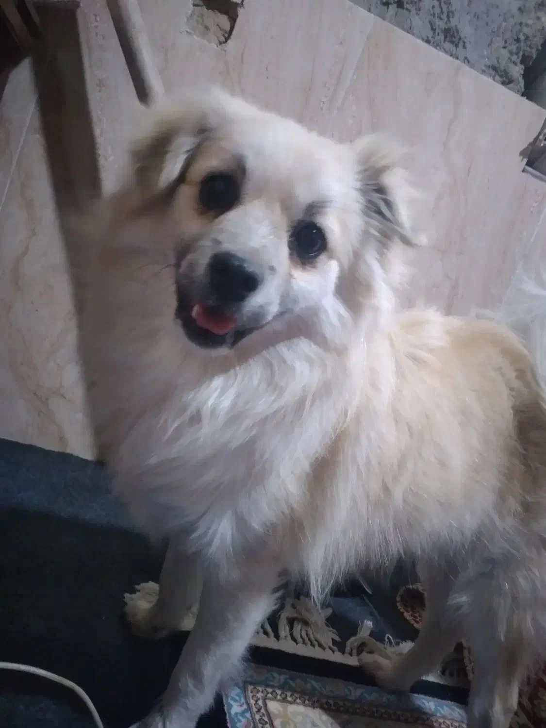 فروشی|سگ|حاجی آباد, |دیوار