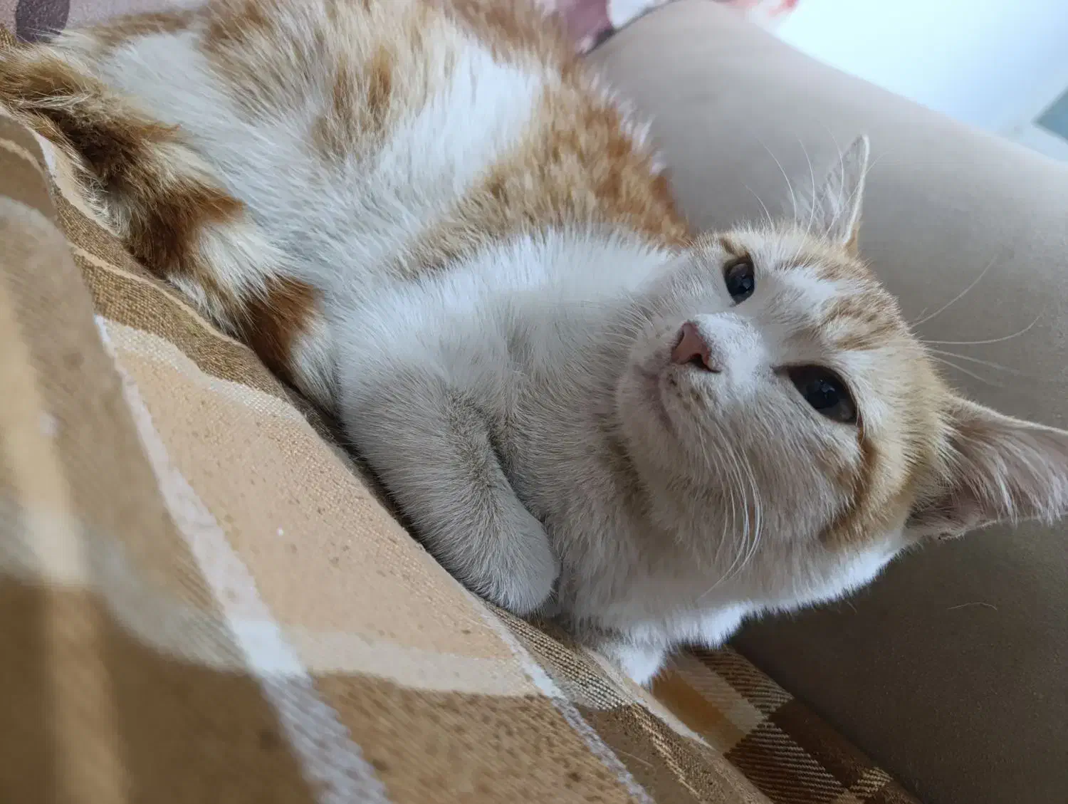 واگذاری گربه dsh|گربه|شیراز, شهرک مفتح|دیوار