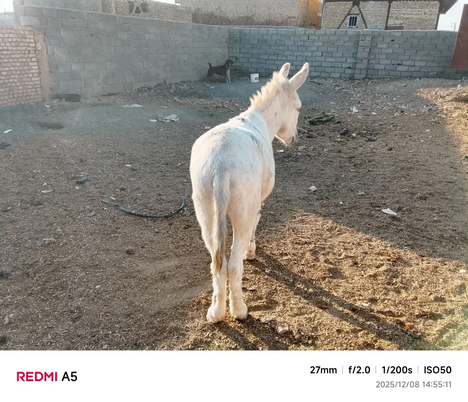 الاغ|حیوانات مزرعه|قلندر آباد, |دیوار