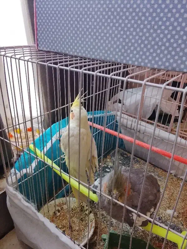 2عدد عروس هلندی ماده|پرنده|تربت‌حیدریه, سرمحله|دیوار