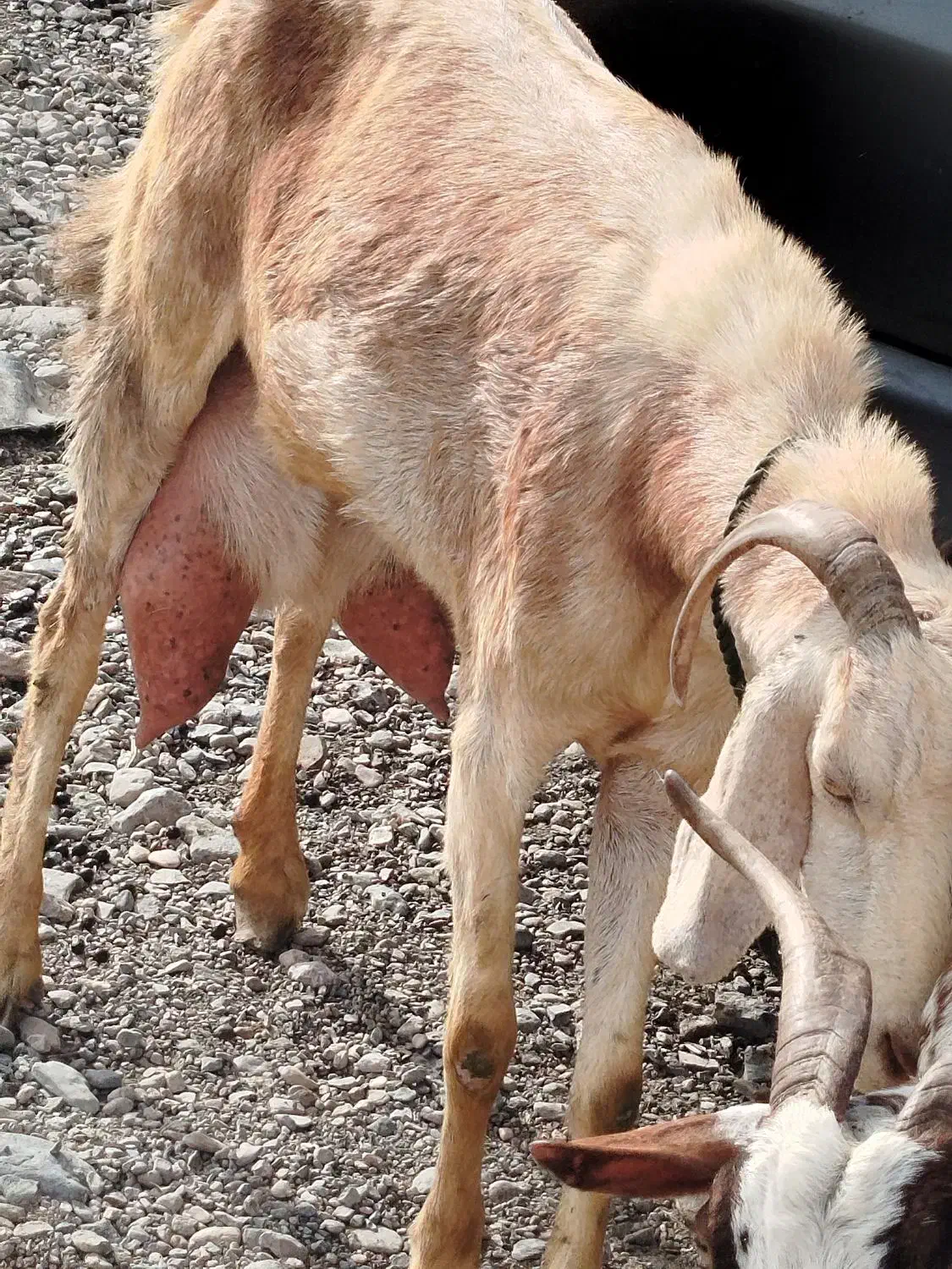 بز نجدی|حیوانات مزرعه|برخوار, |دیوار