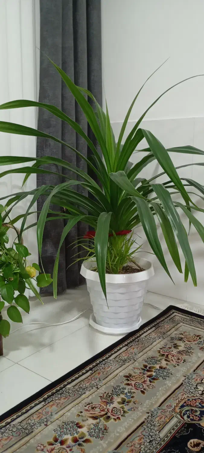 گل پاندانوس|گل و گیاه طبیعی|تربتحیدریه, کلاته توکلی|دیوار