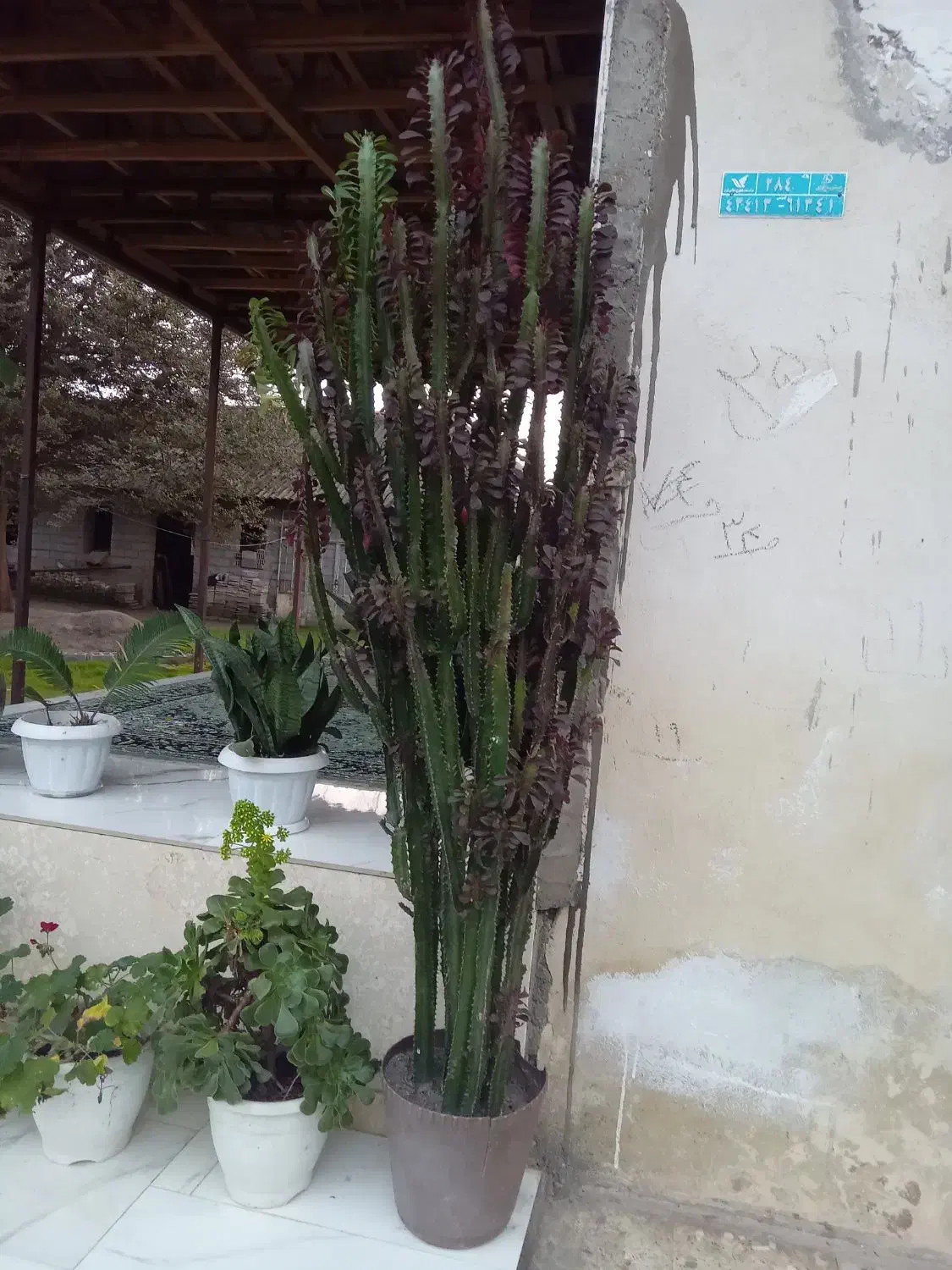 گل افوربیا قرمز|گل و گیاه طبیعی|سنگر, |دیوار