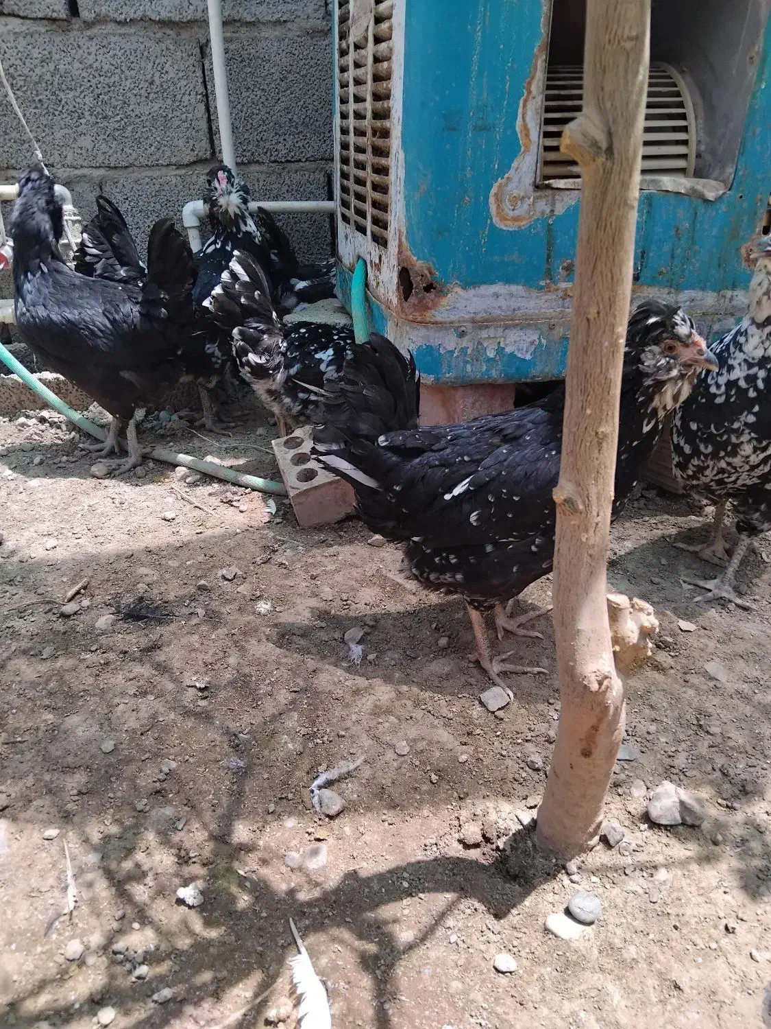 مرغ خروس گلین|حیوانات مزرعه|جیرفت, |دیوار