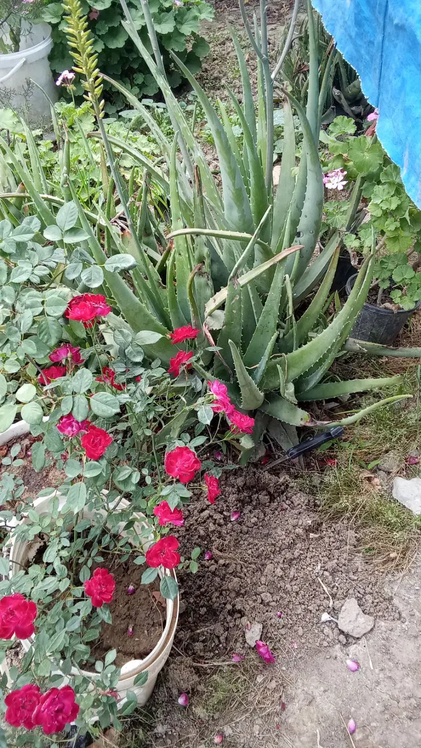 الوورا بوته ای ده تعدادمحدود|گل و گیاه طبیعی|فرح آباد, |دیوار