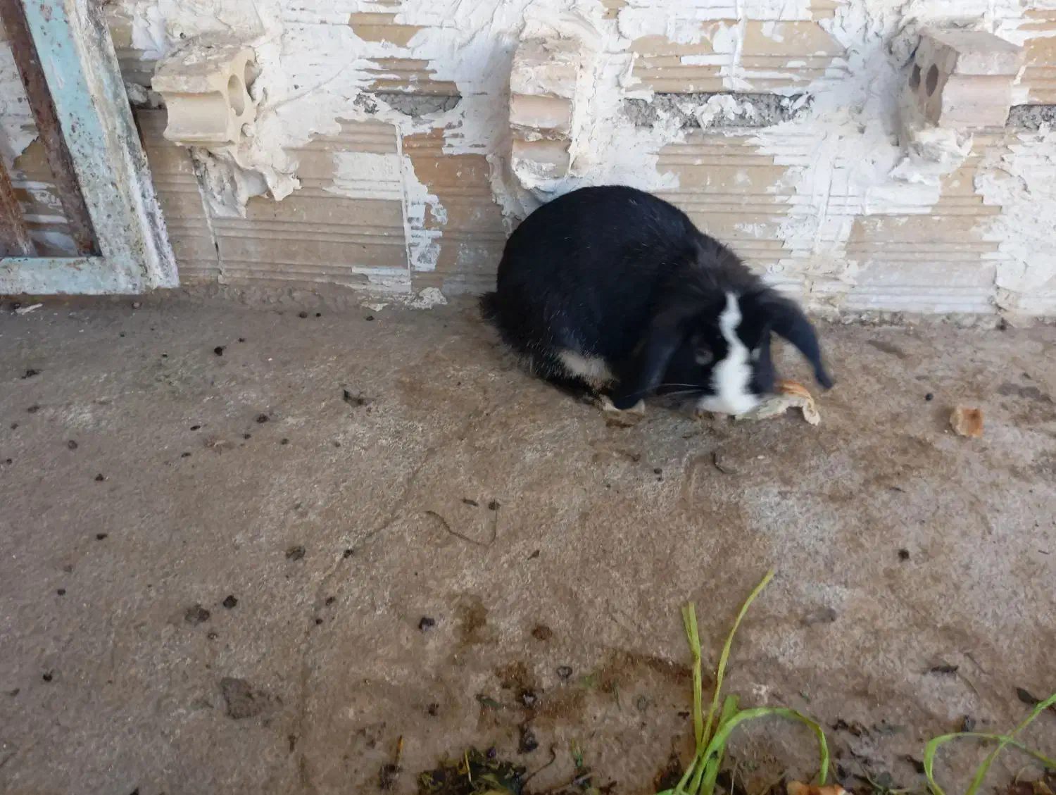 خرگوش لپ جفت|موش و خرگوش|بجنورد, |دیوار