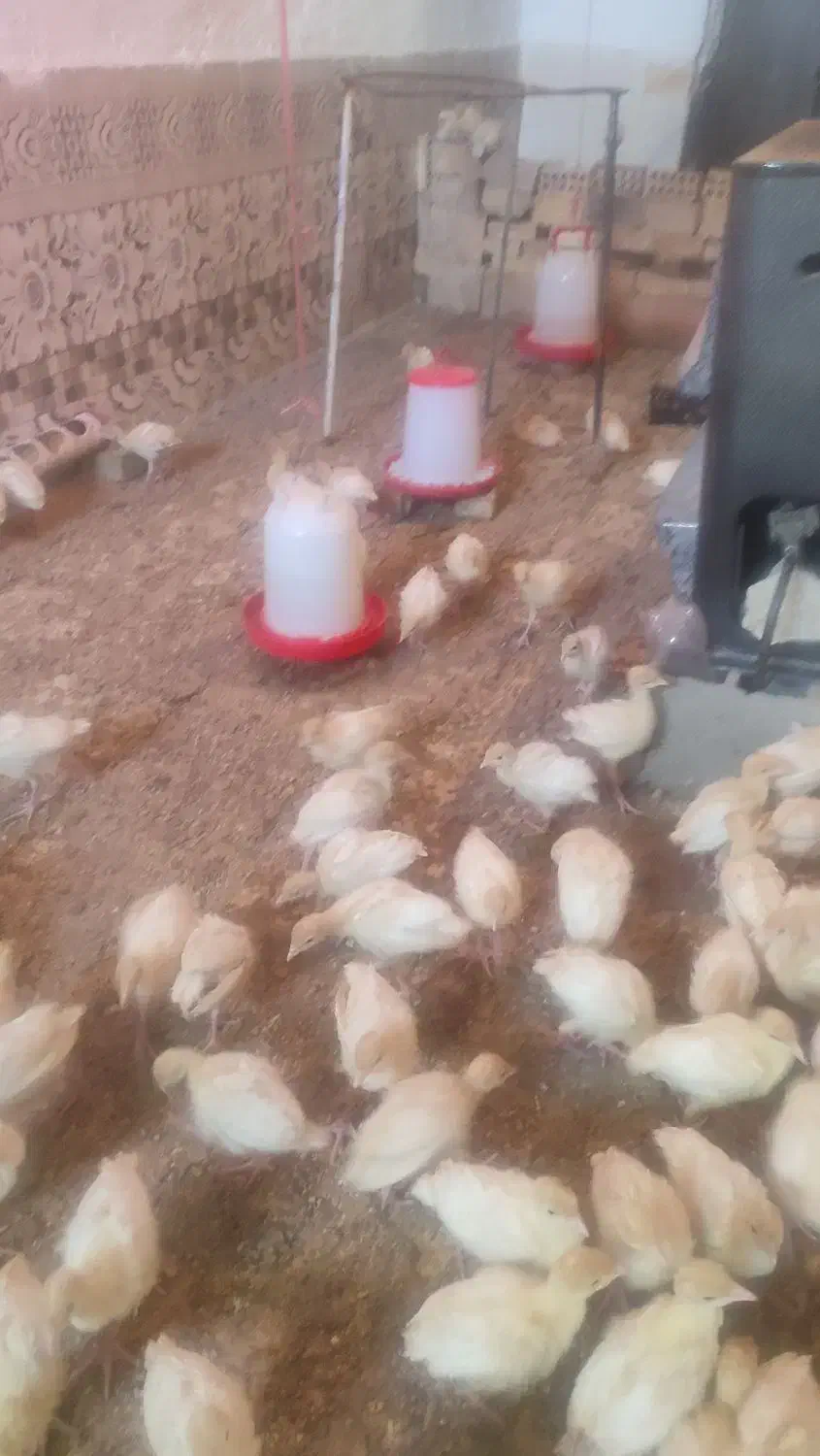 فروش جوجه بیوتی زرین بوقلمون 30روزه|حیوانات مزرعه|سبزوار, قلعه‌نو دهزار|دیوار