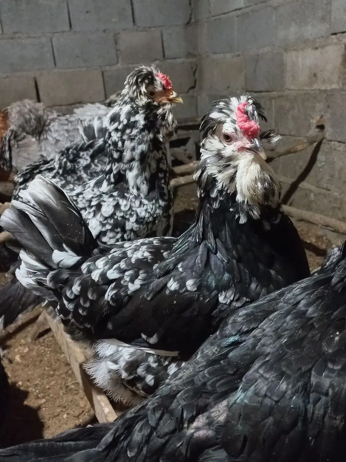 تخم مرغ گلین  فول|حیوانات مزرعه|آزادشهر, |دیوار