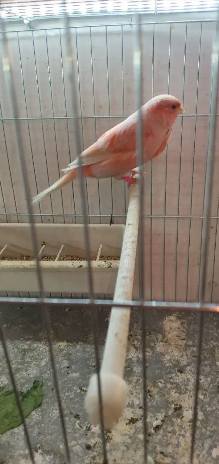 قناری|پرنده|سراب, |دیوار