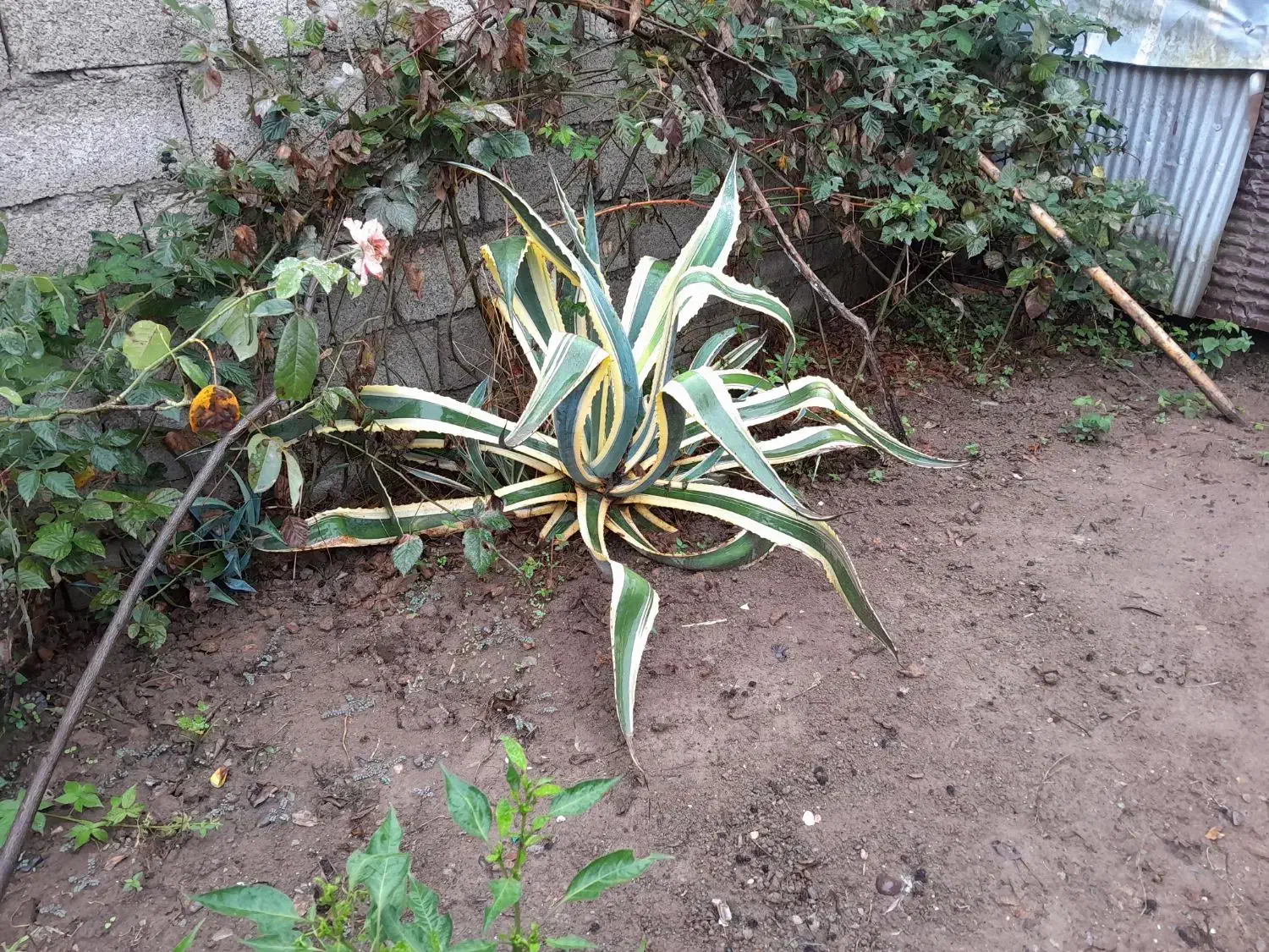 اگاو۲۰۰|گل و گیاه طبیعی|لاهیجان, لاشیدان|دیوار