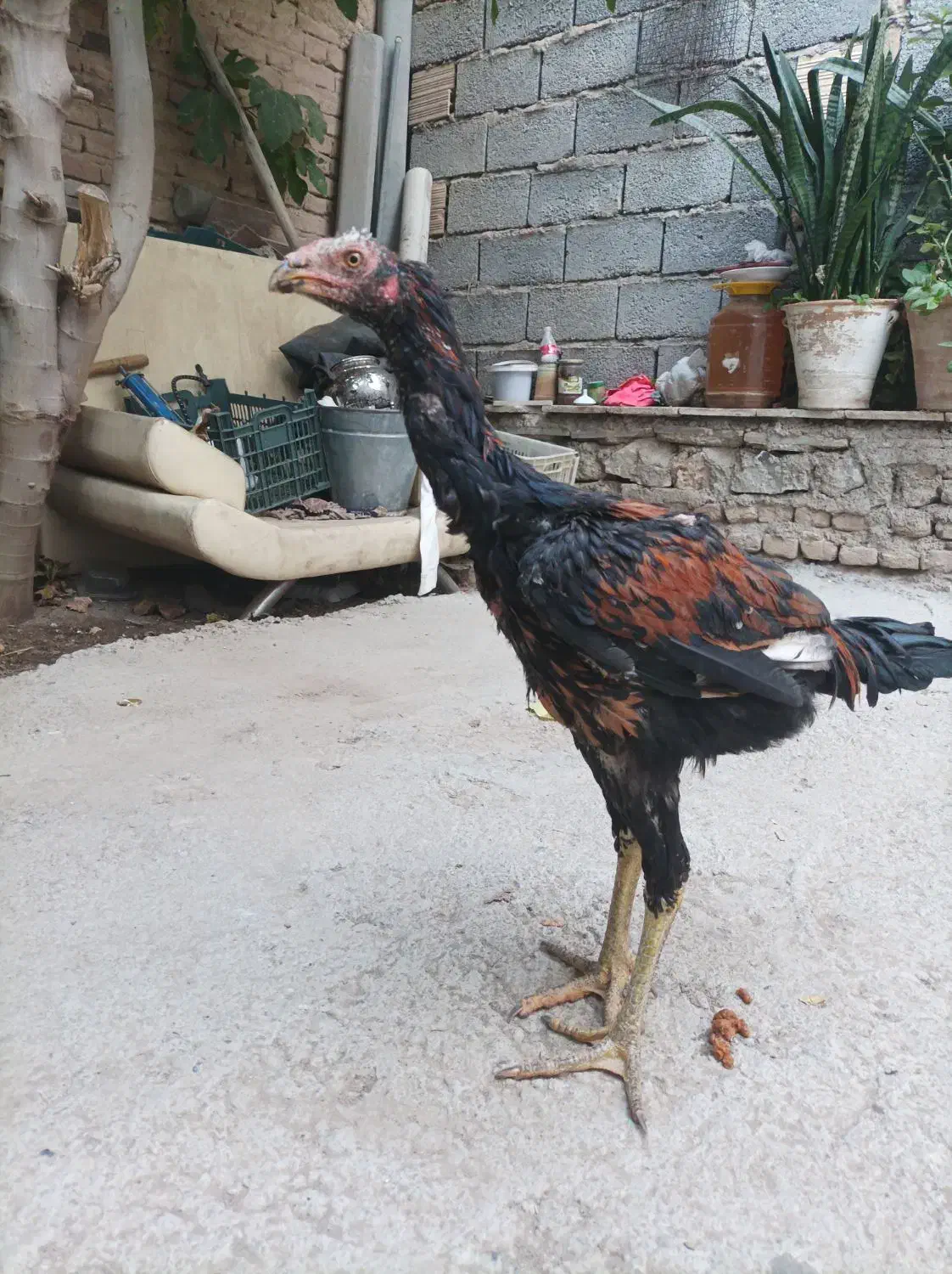 خروس  لاری اصل|حیوانات مزرعه|بناب, |دیوار