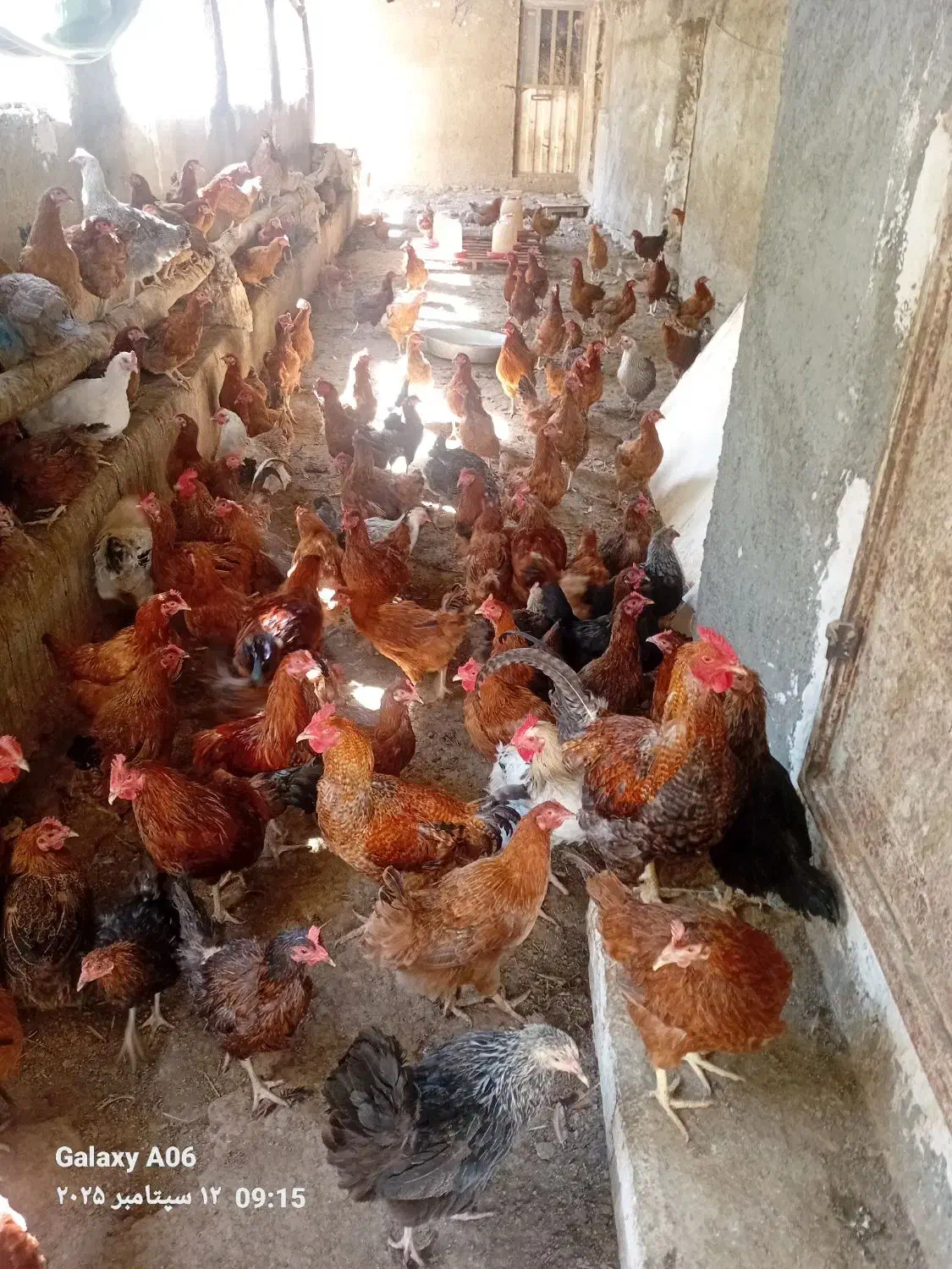 مرغ گلپایگانی، رسمی|حیوانات مزرعه|باقرشهر, |دیوار