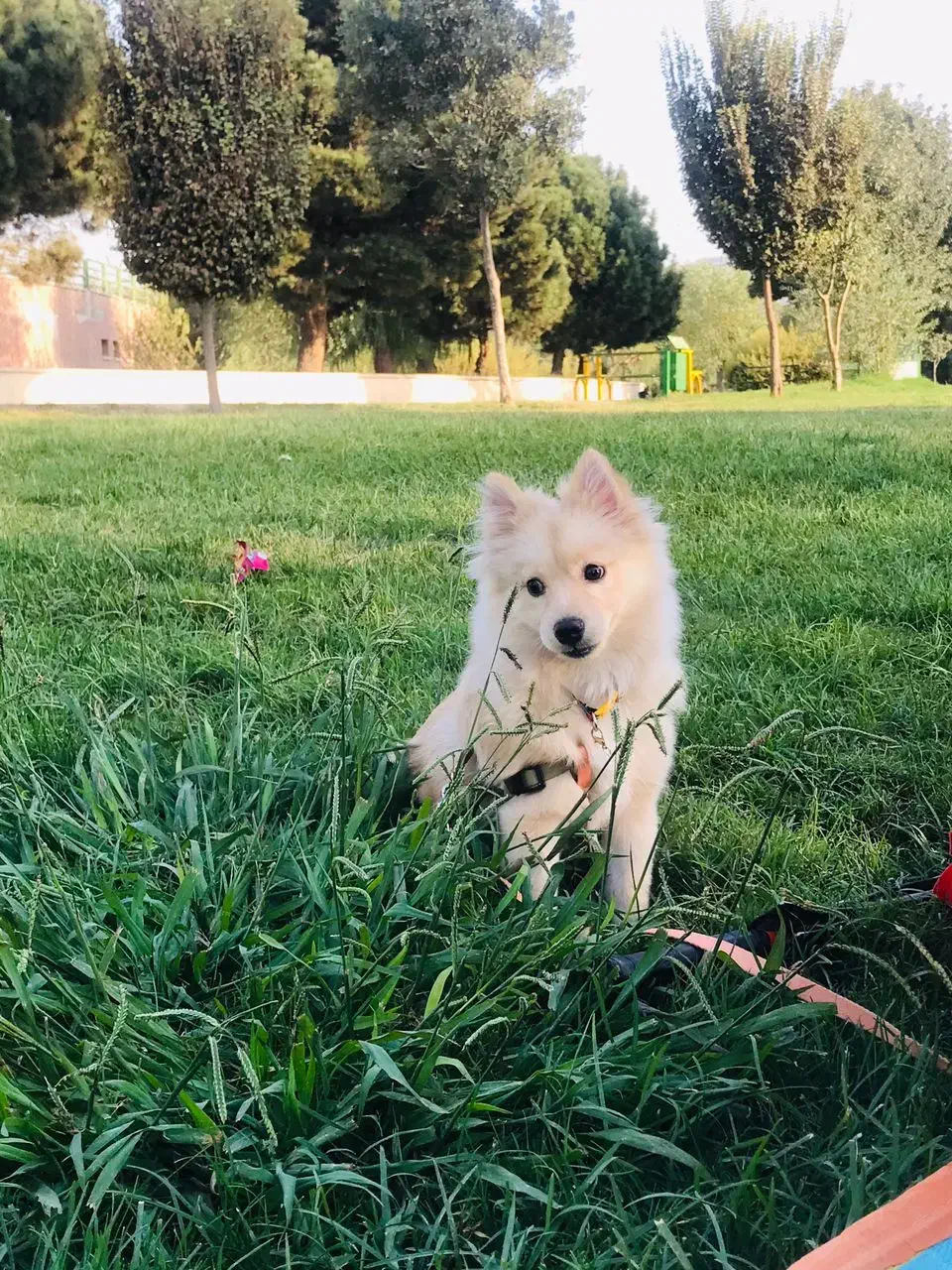 سگ پامرانین اشپیتز|سگ|ری, ظهیرآباد|دیوار