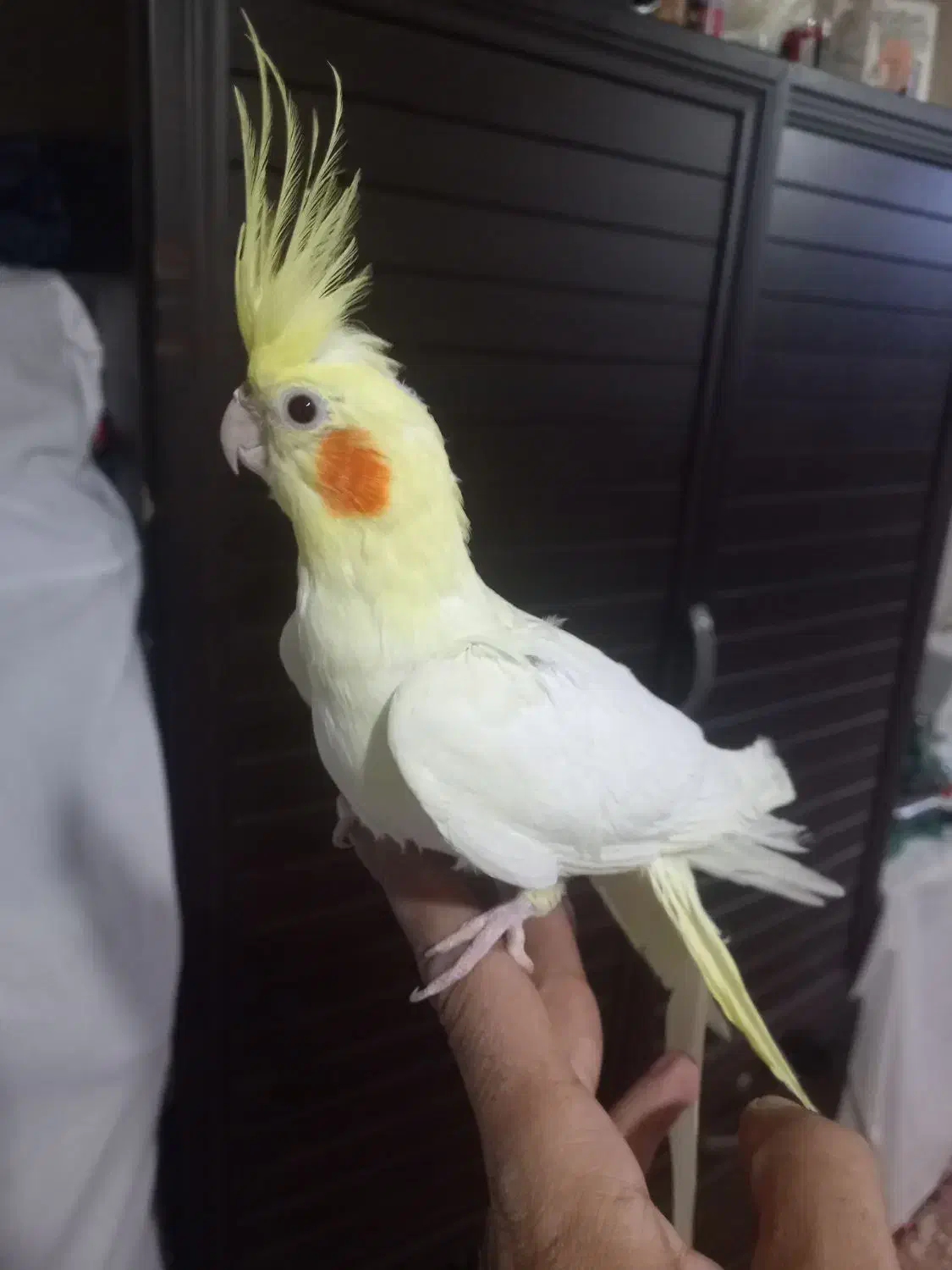 عروس هلندی|پرنده|اهر, |دیوار