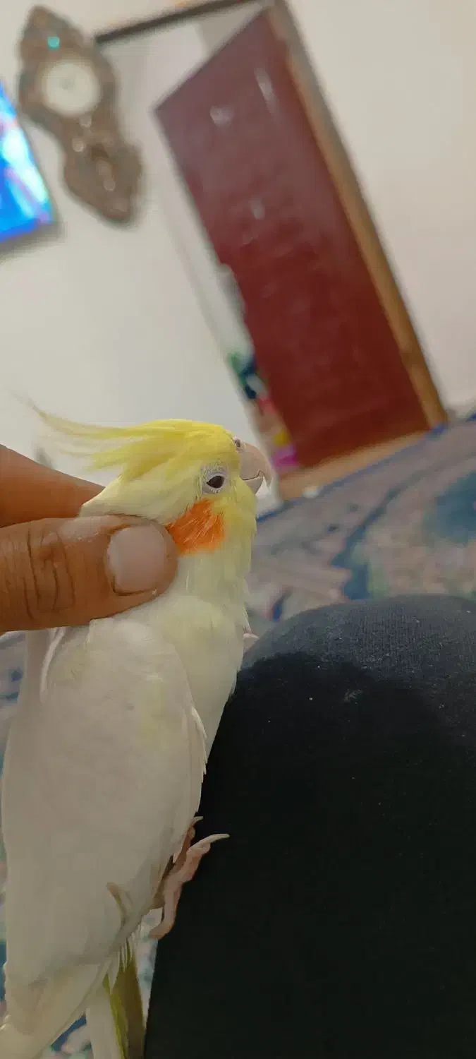 عروس ماده اماده جفت گیری|پرنده|چغادک, |دیوار