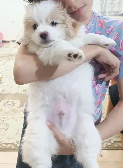 واگذاری توله دو ماهه|سگ|چهارباغ, |دیوار