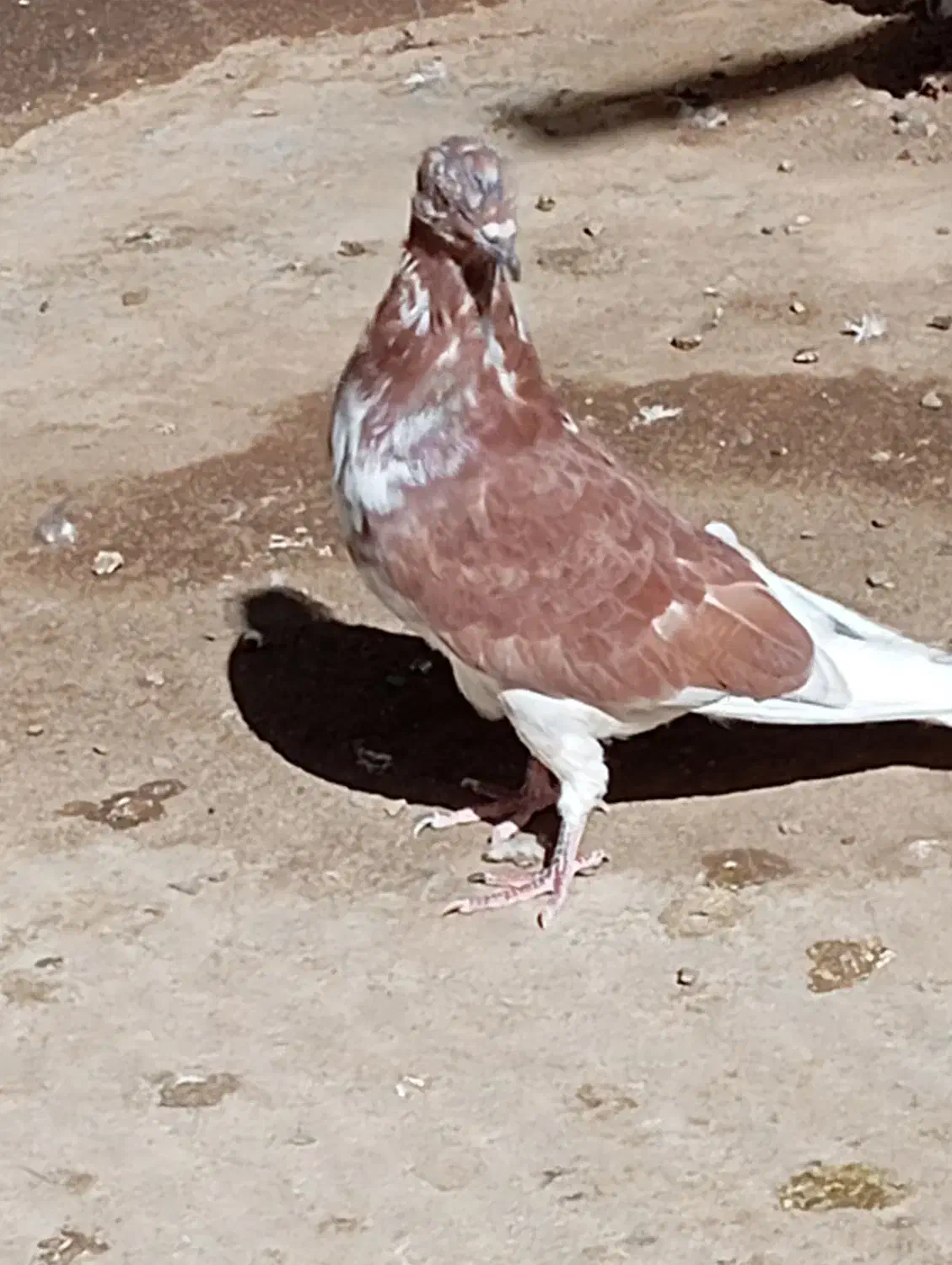 کبوتر|پرنده|کن, |دیوار