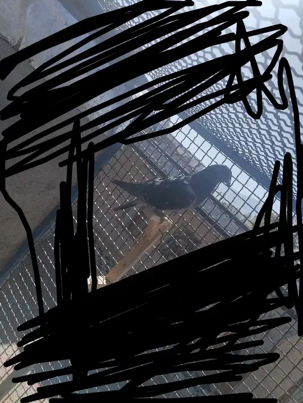 پلاکی نر مسافتی|پرنده|بروجن, |دیوار