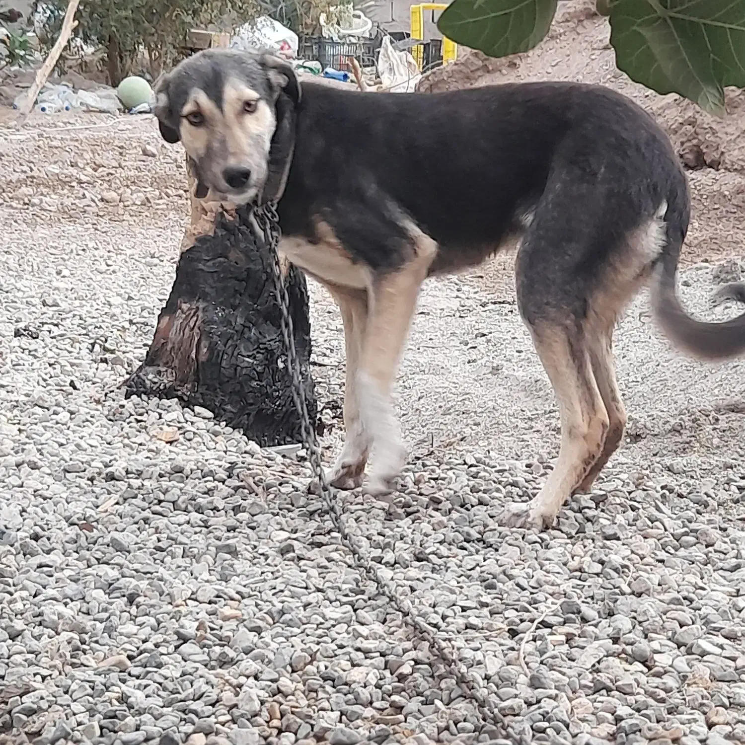 سگ نگهبان|سگ|ریگان, |دیوار