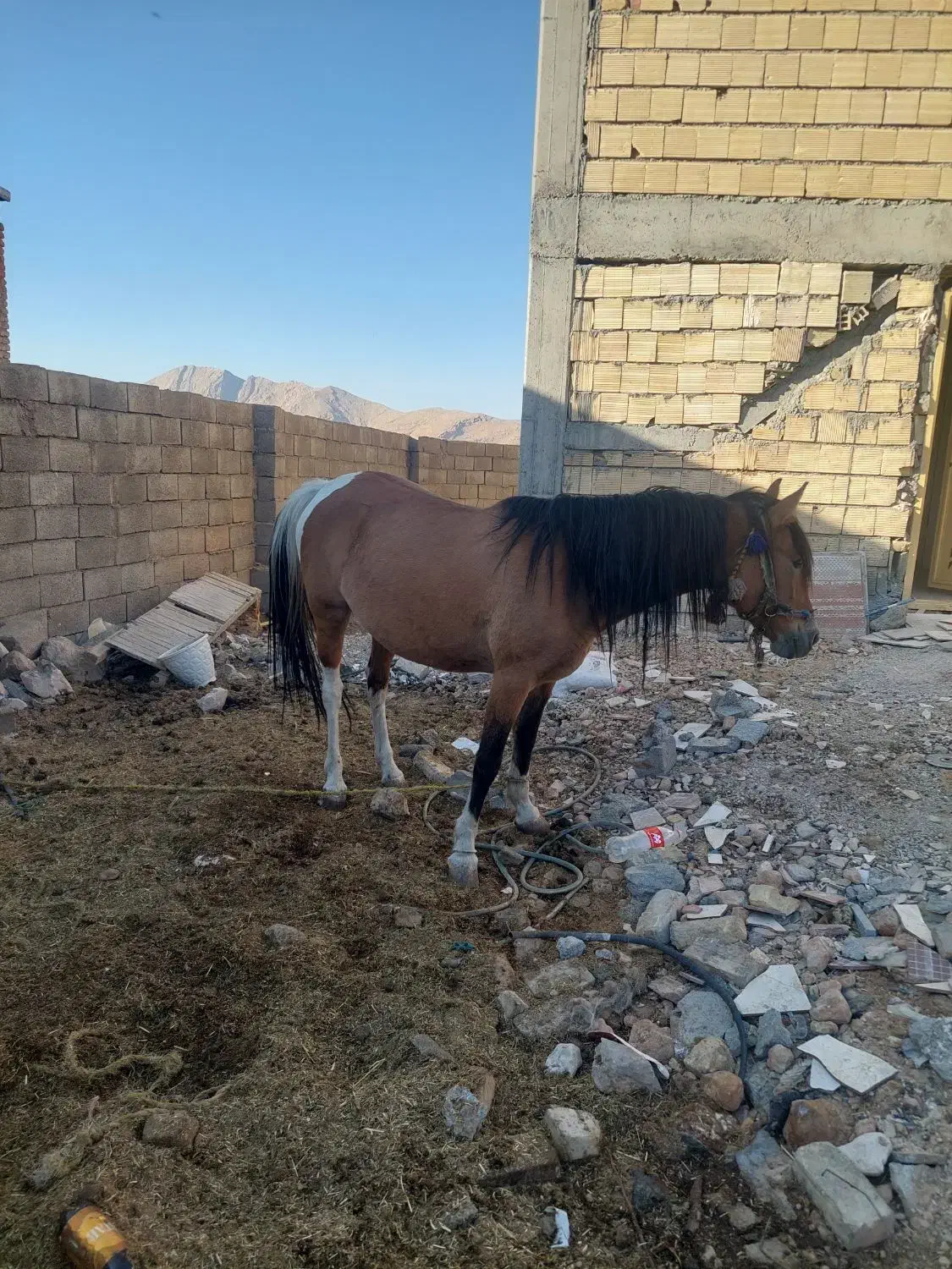 فروش مادیون|اسب و تجهیزات اسبسواری|بلداجی, |دیوار