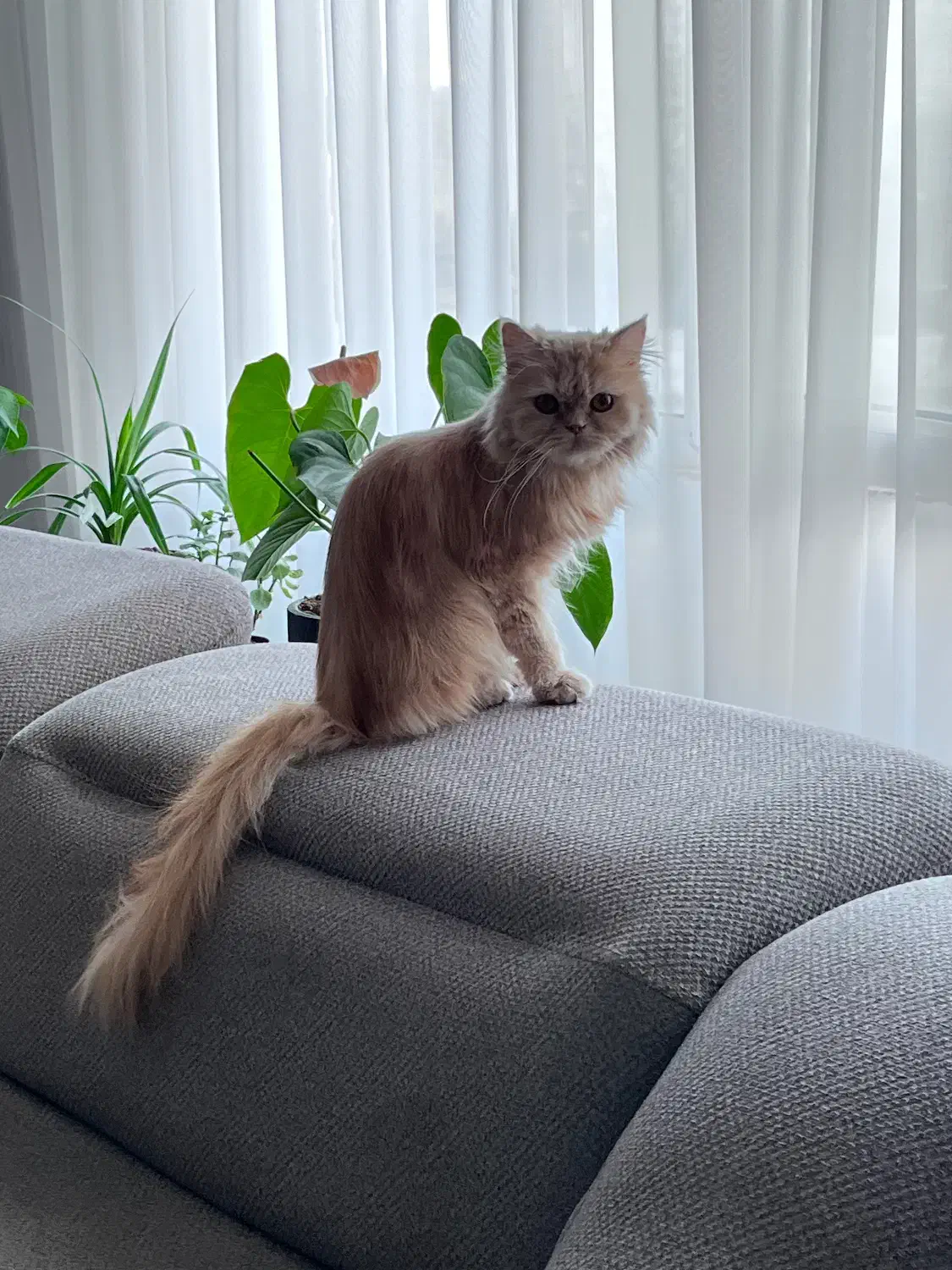 گربه پرشین|گربه|قوچان, |دیوار