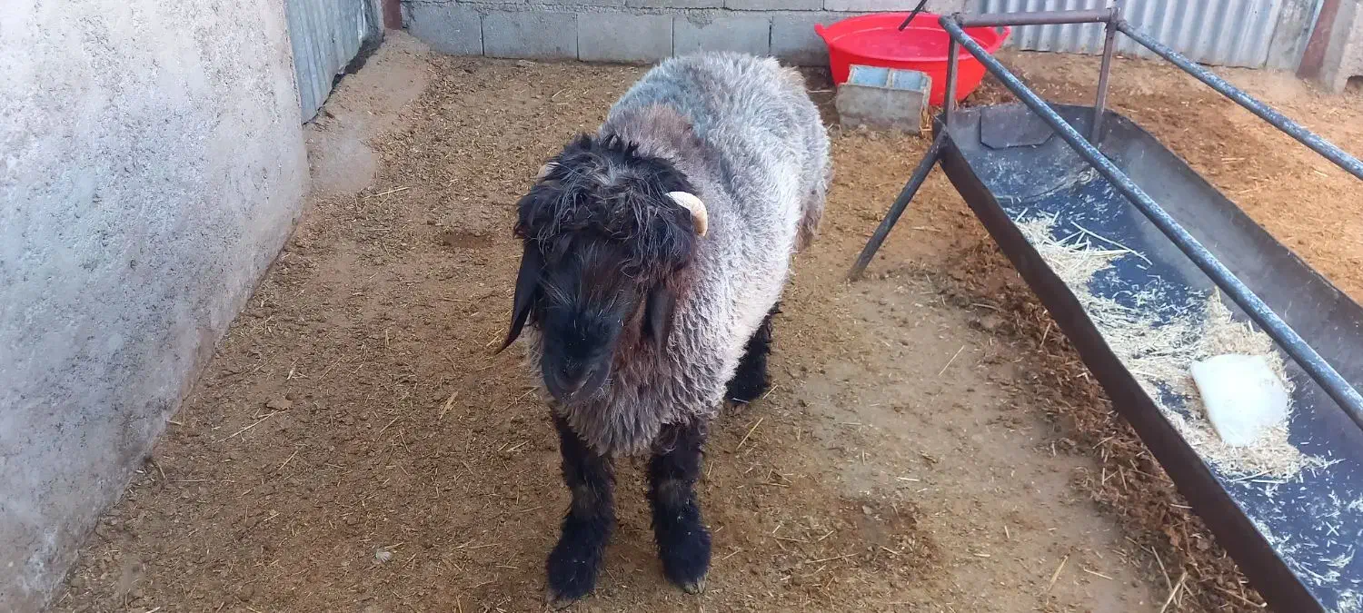 ۱۲۳|حیوانات مزرعه|سی‌سخت, |دیوار