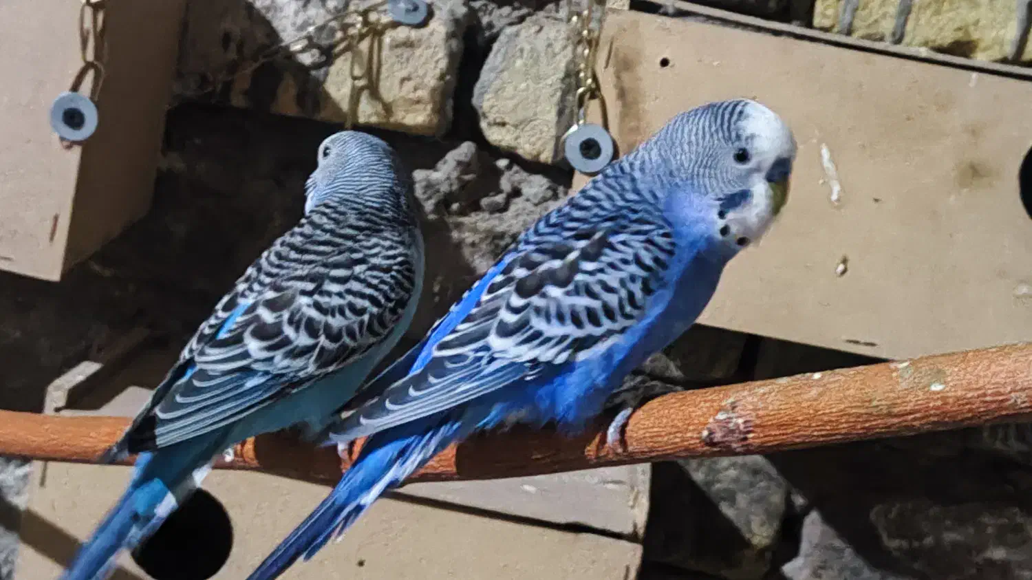 مرغ عشق خاص|پرنده|فردوس (خراسان), |دیوار