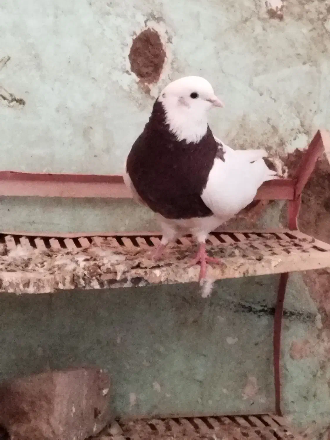 دوتاطوقی|پرنده|جوین, |دیوار