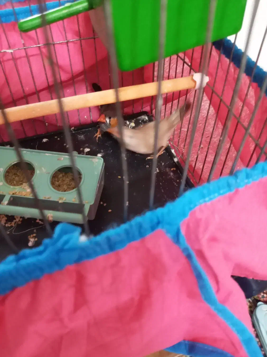 یک جفت فنچ نرو ماده|پرنده|دابودشت, |دیوار