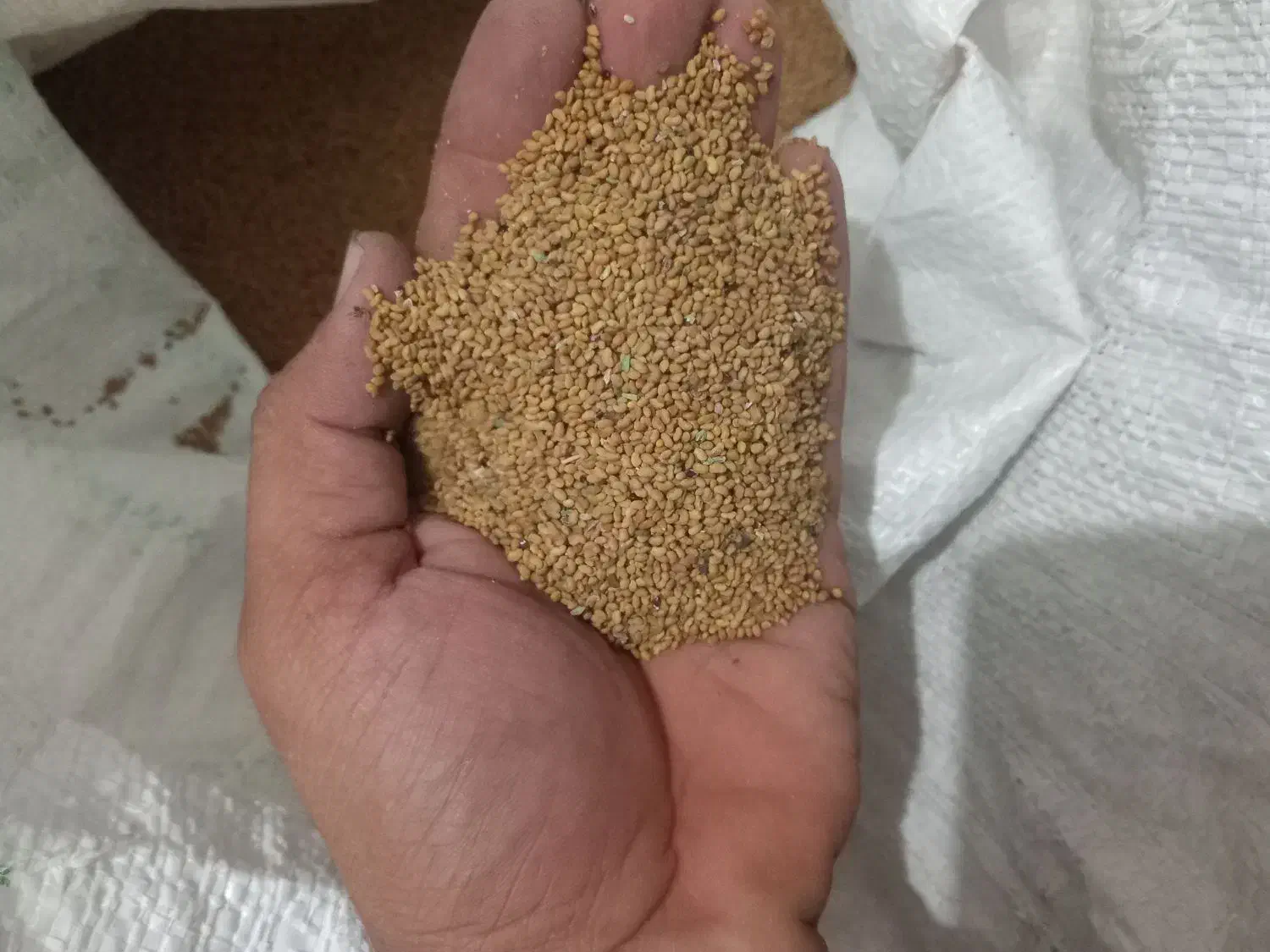 بذر یونجه ایرانشهری|گل و گیاه طبیعی|کهنوج, |دیوار