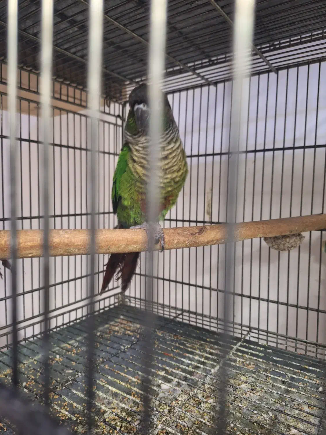 پرنده طوطی گرینجیک|پرنده|کاشان, فاز ۲ ناجی آباد|دیوار