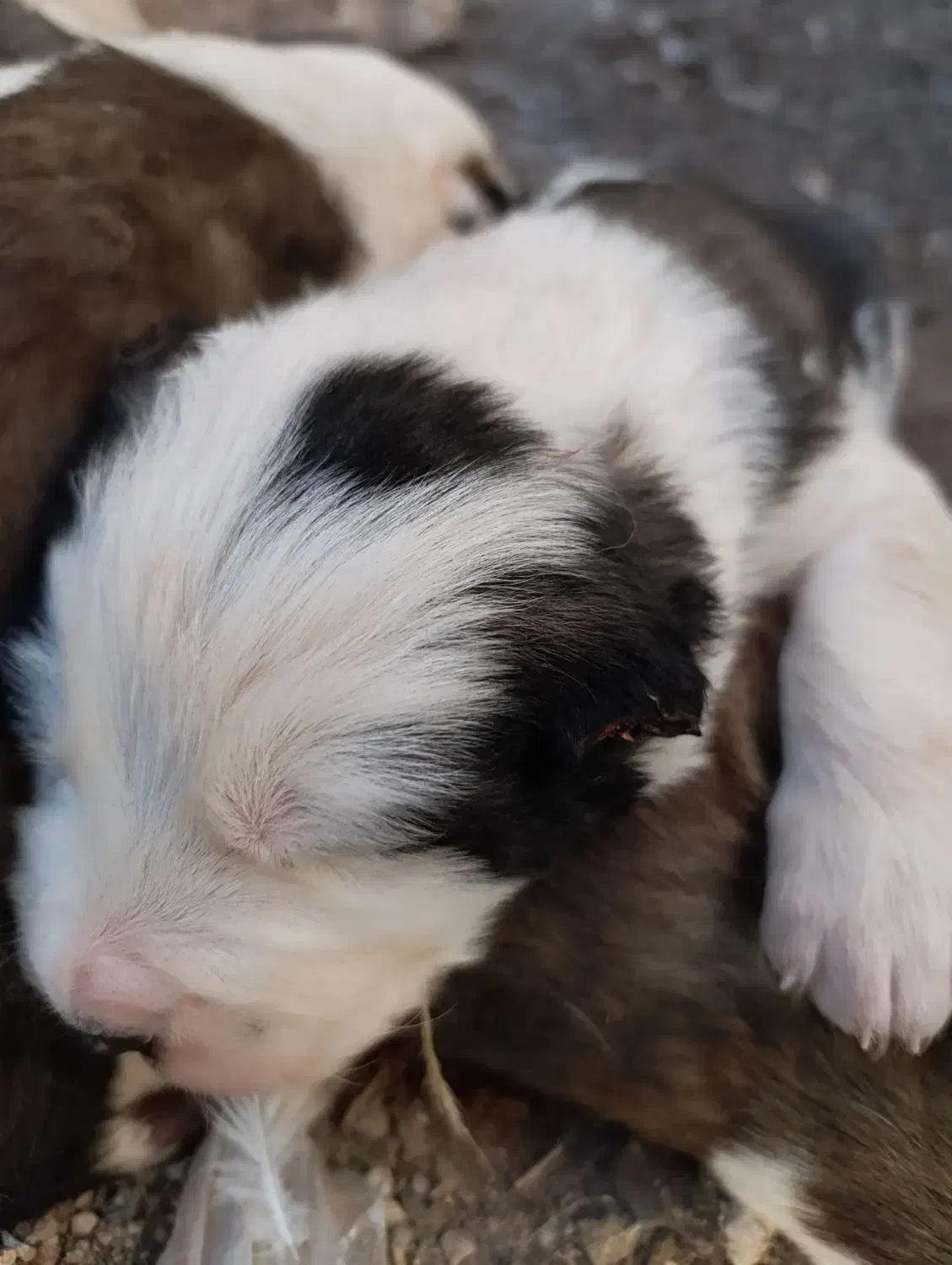 چهار عدد توله فروشی|سگ|زرندیه, |دیوار