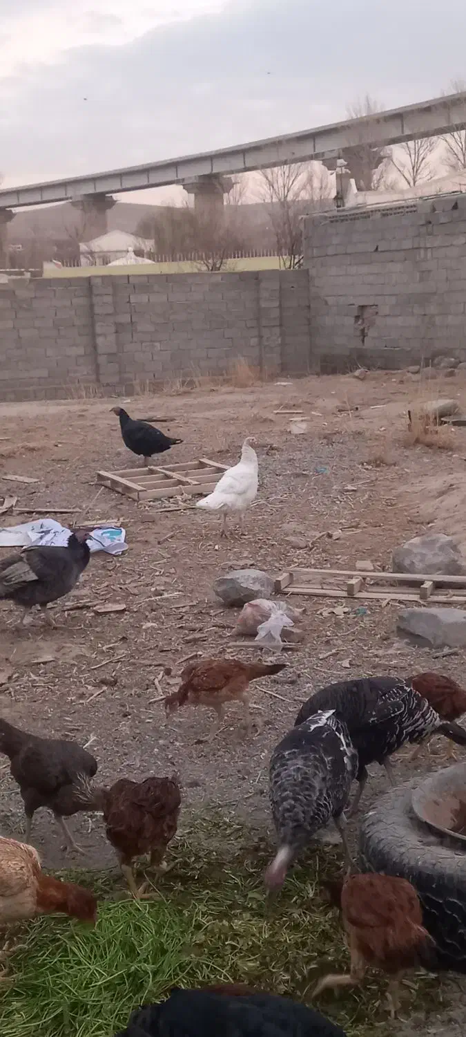 بوقلمون مرغ لاری|حیوانات مزرعه|باسمنج, |دیوار