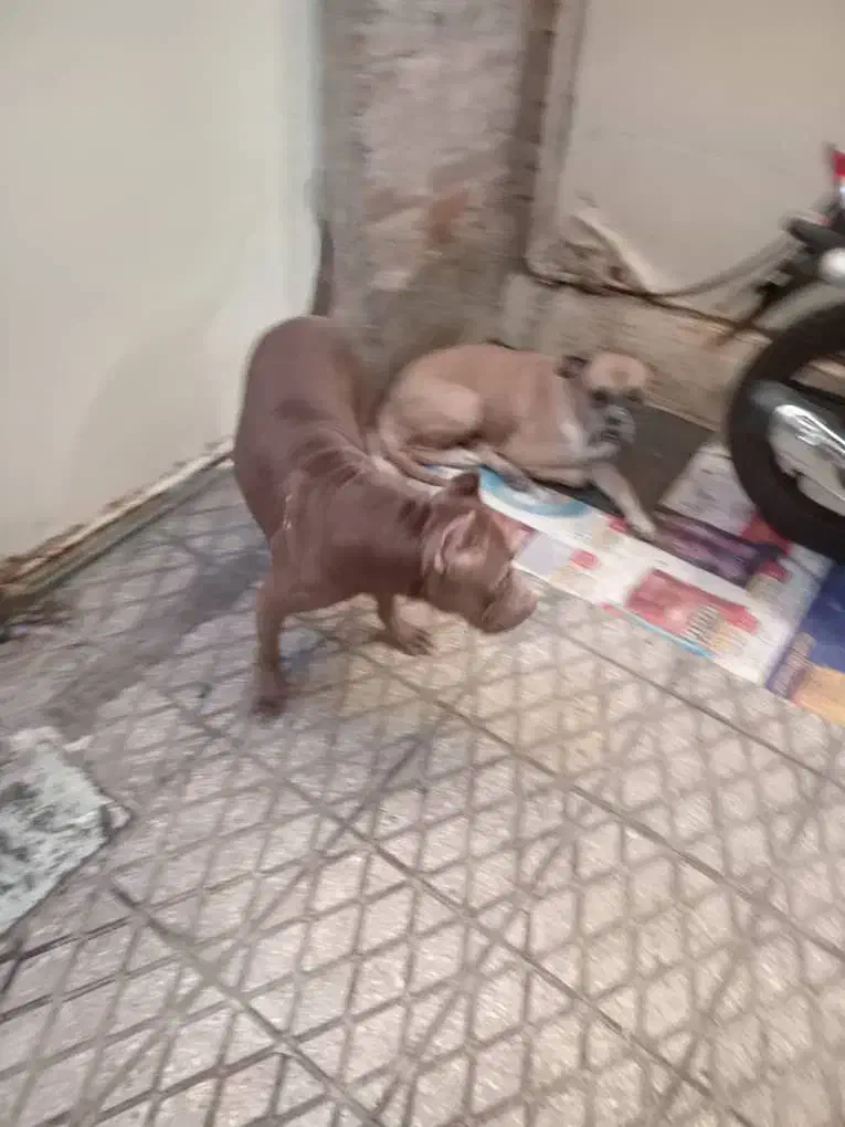 سگ بیت بول|سگ|تهران, هاشمی|دیوار