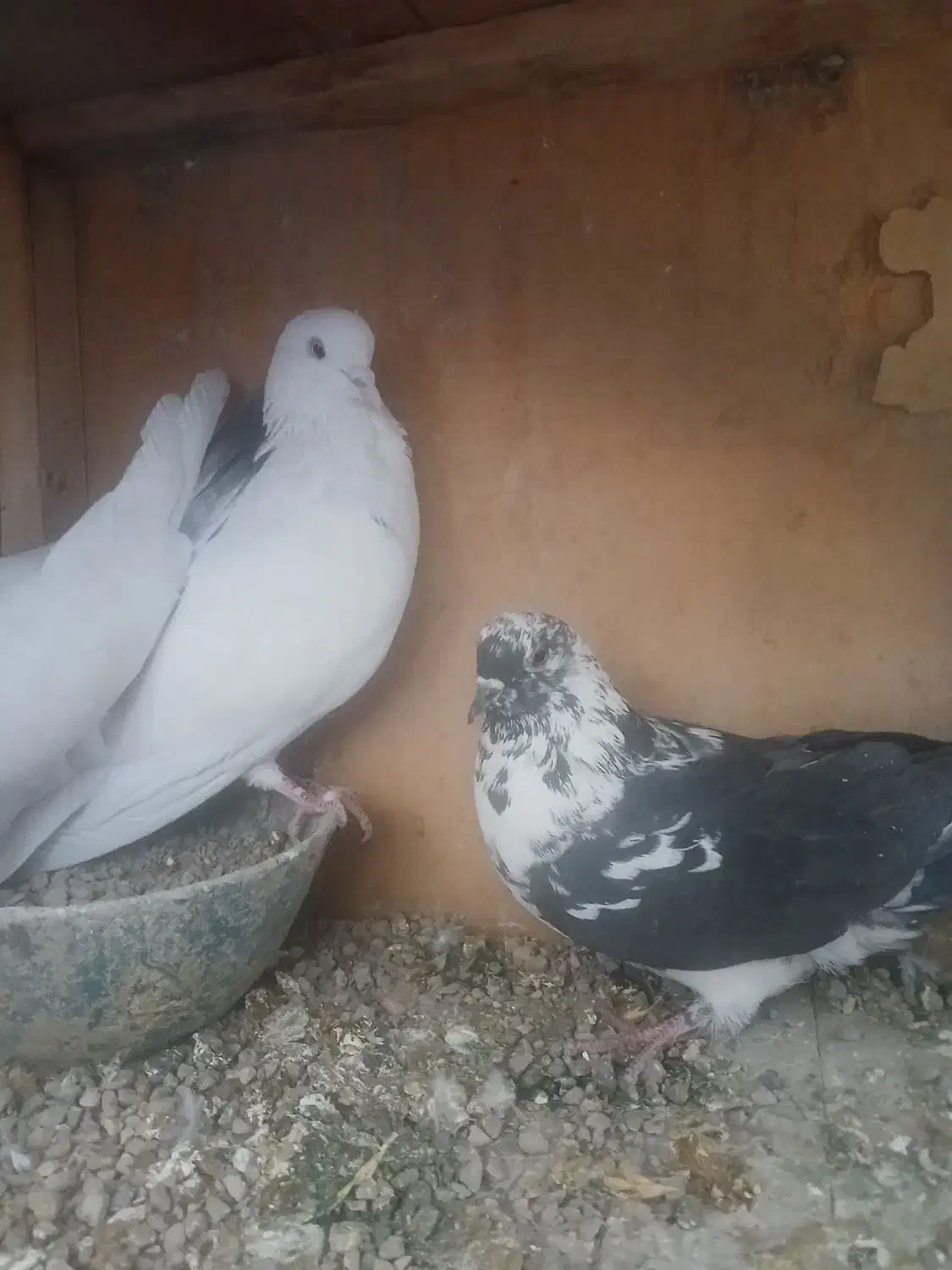 کفتر پرشی|پرنده|ساوه, |دیوار