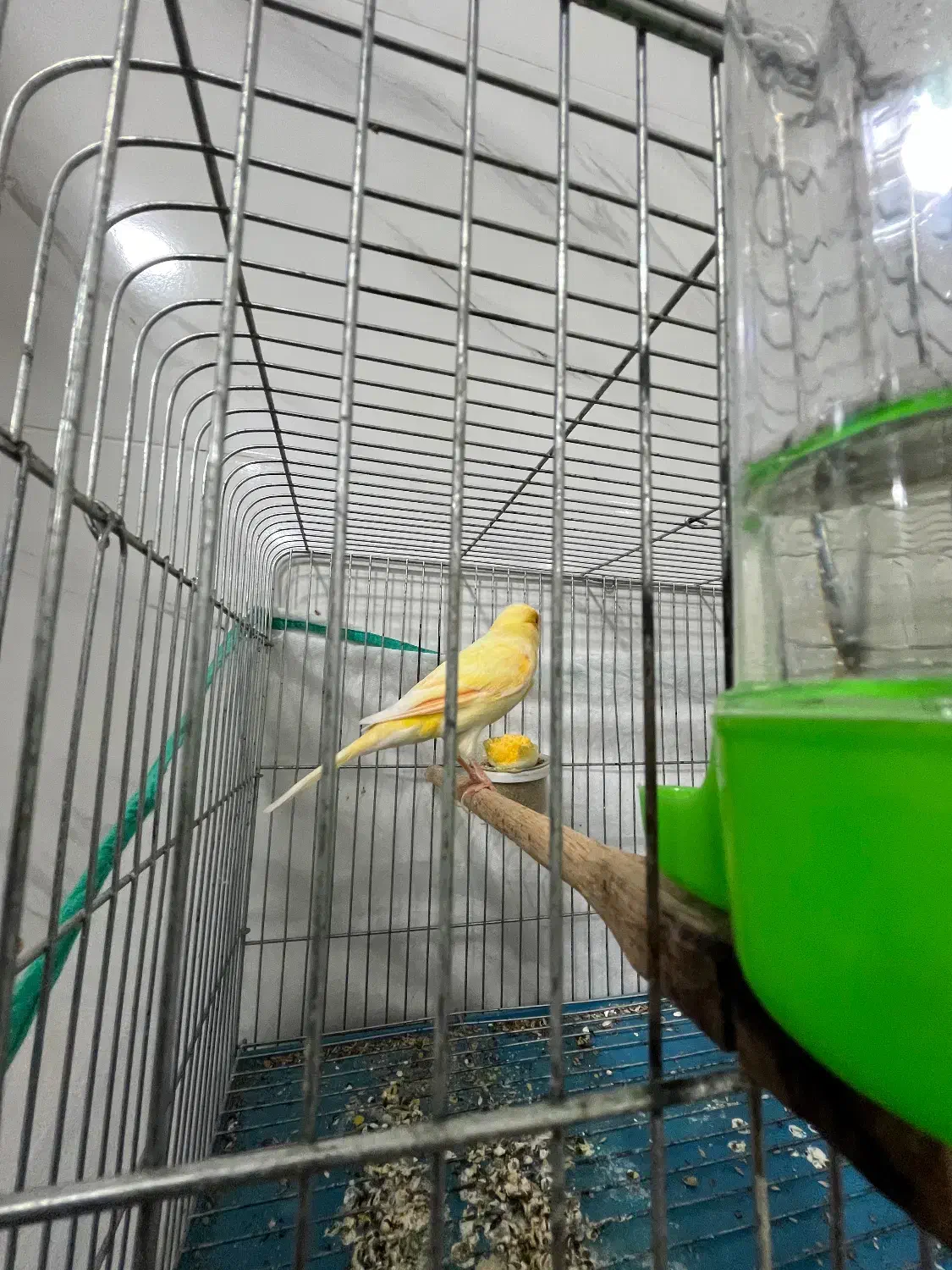 قناری|پرنده|ایذه, |دیوار