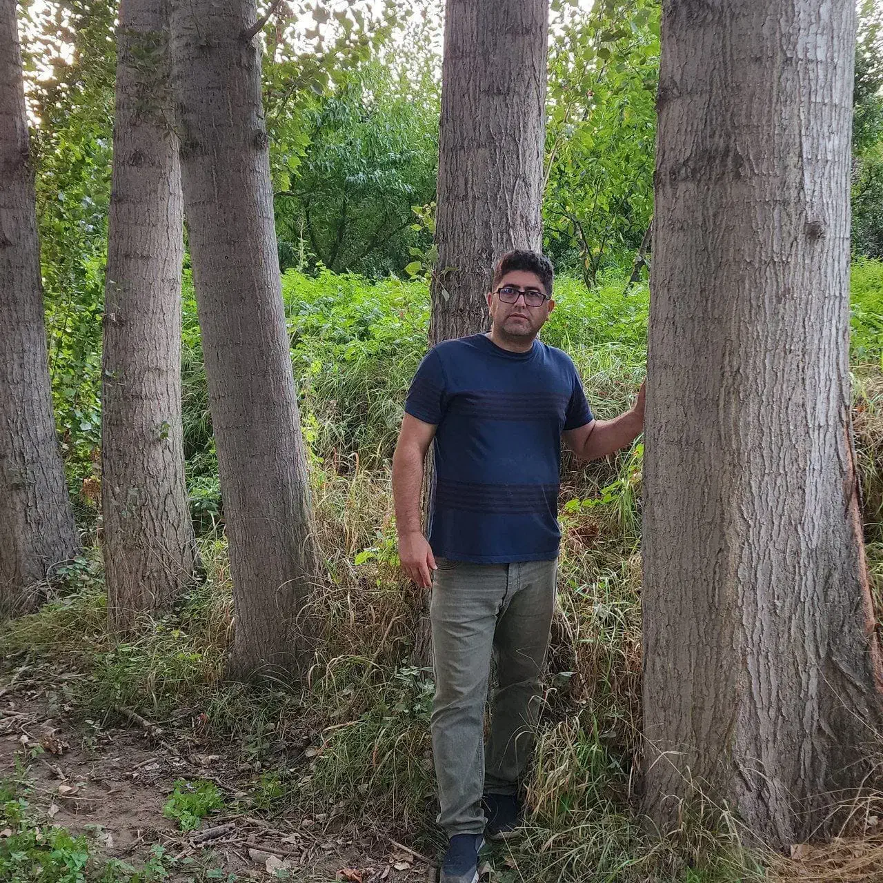 صنوبر نماد سرسبزی و پایداری در طبیعت|خدمات باغبانی و درختکاری|رشت, منظریه|دیوار