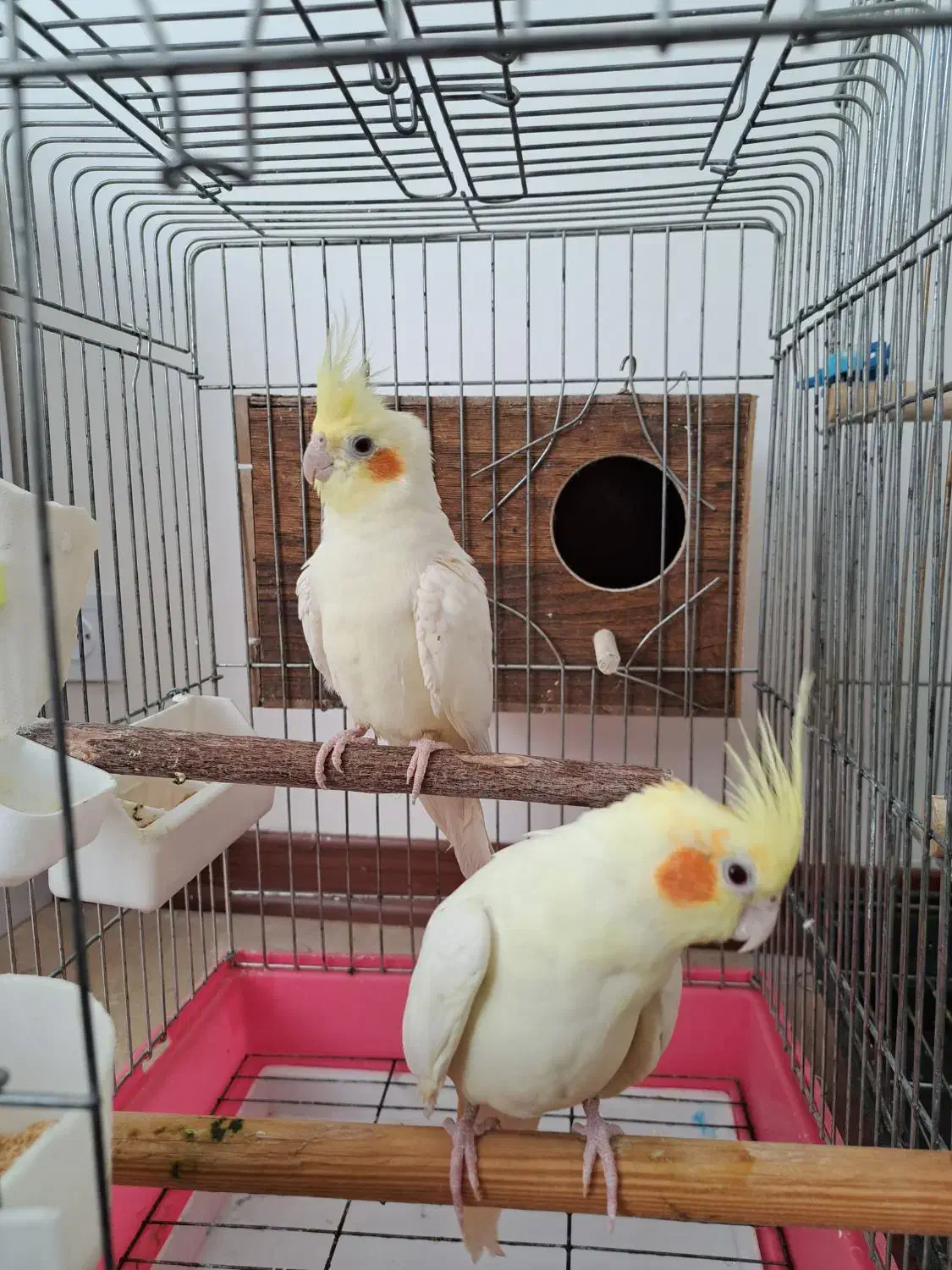 عروس هلندی مولد به شرط|پرنده|رودهن, |دیوار