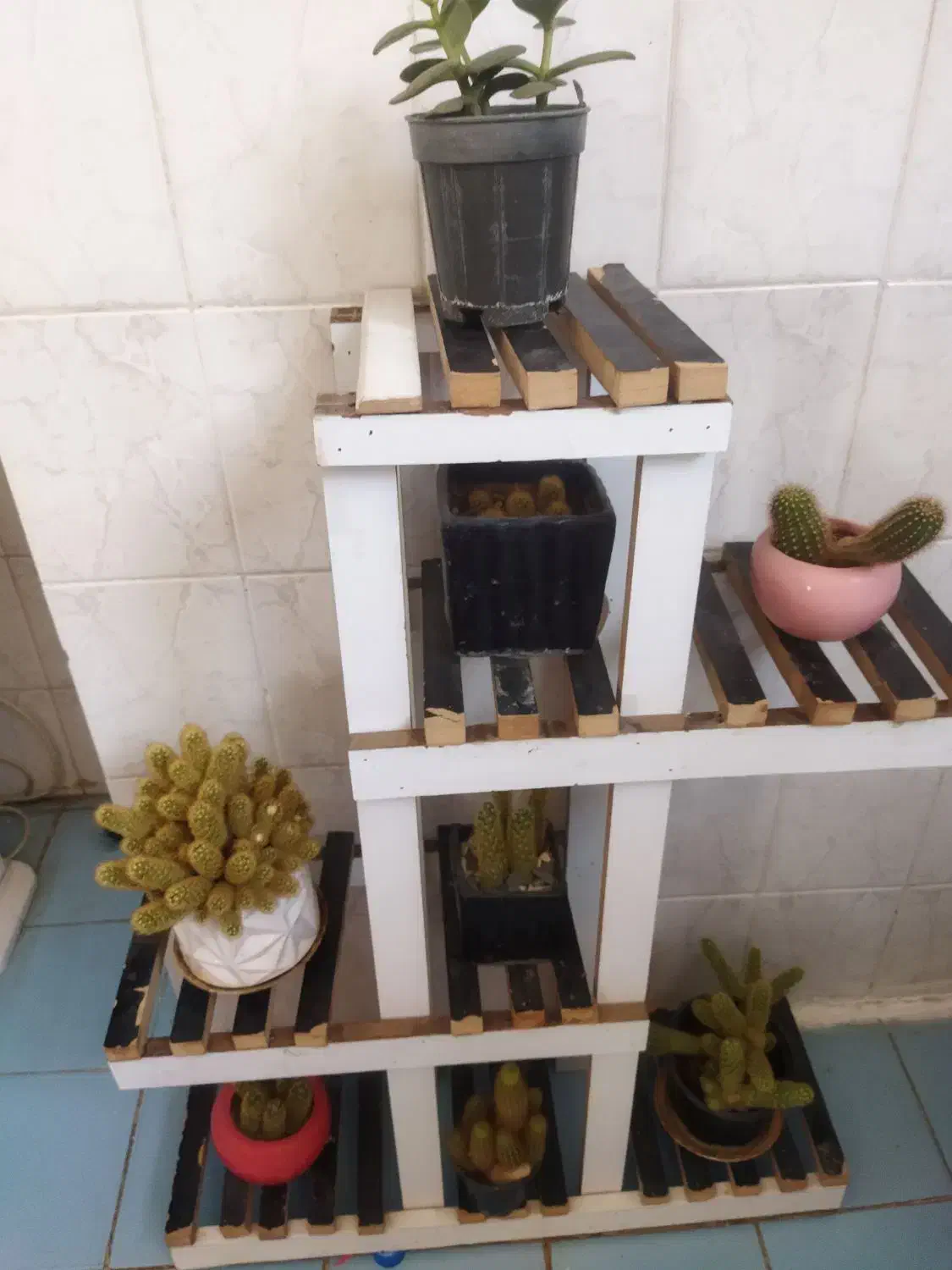 استند گل مناسب کاکتوس|گل و گیاه طبیعی|فولادشهر, B7|دیوار