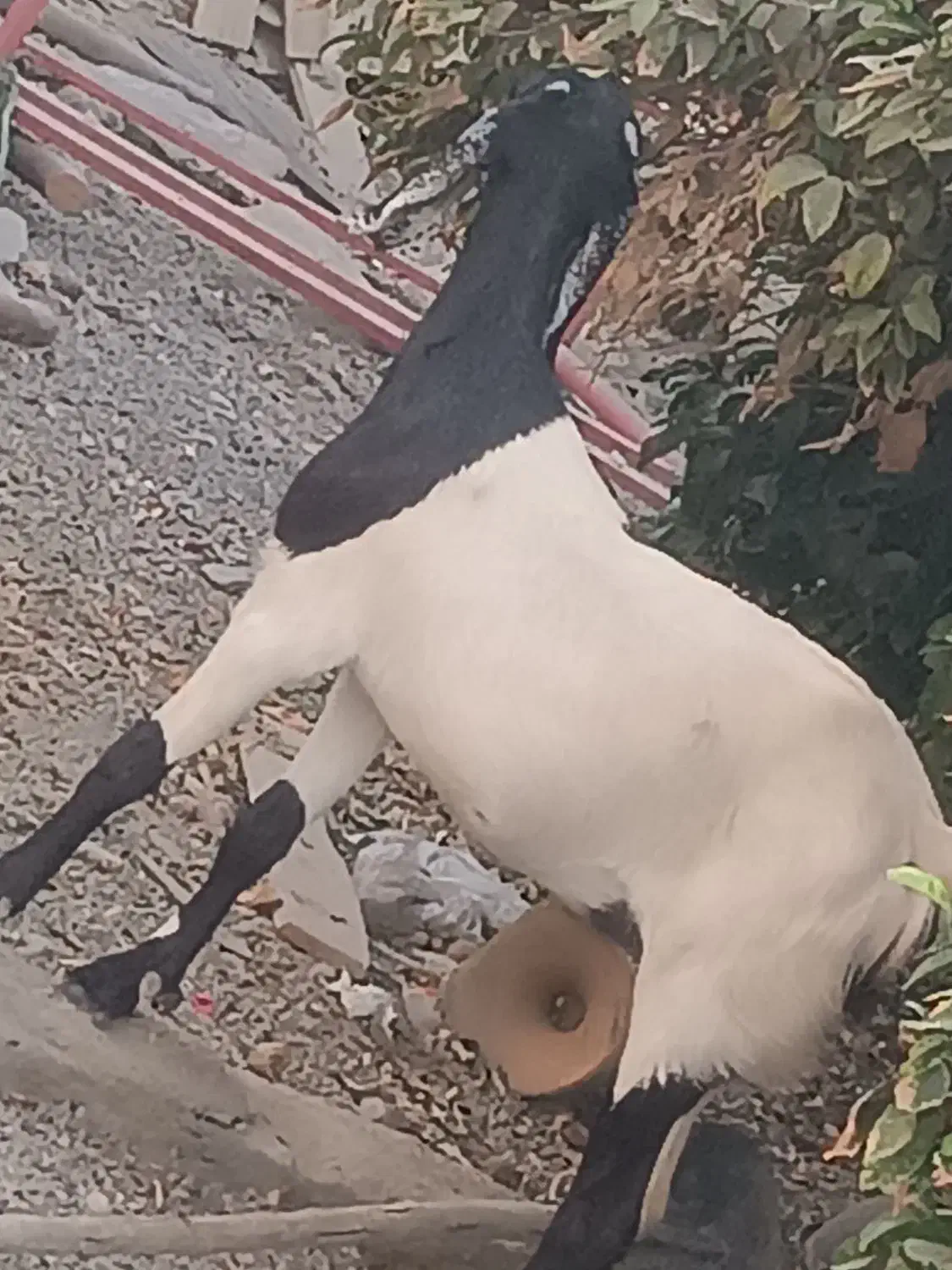 گیسه پاکستانی با کاور شیرازی|حیوانات مزرعه|جیرفت, |دیوار